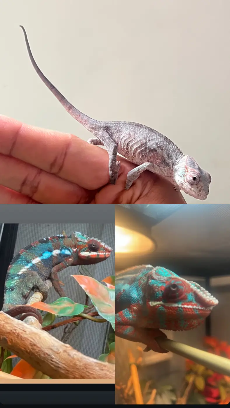 3 month old panther chameleon Ambilobe