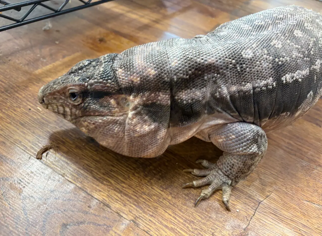 Giant Red Female Trgu