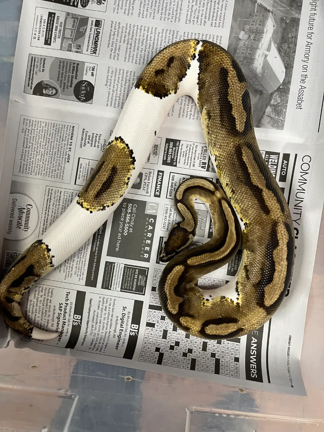 Male Piebald Ball Python