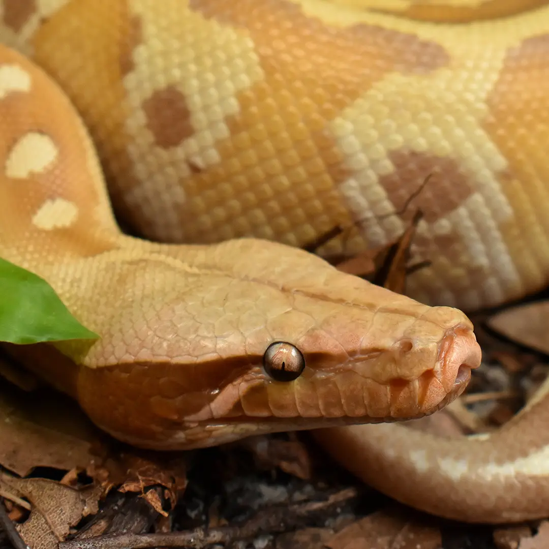 T+ Albino Matrix Blood Python