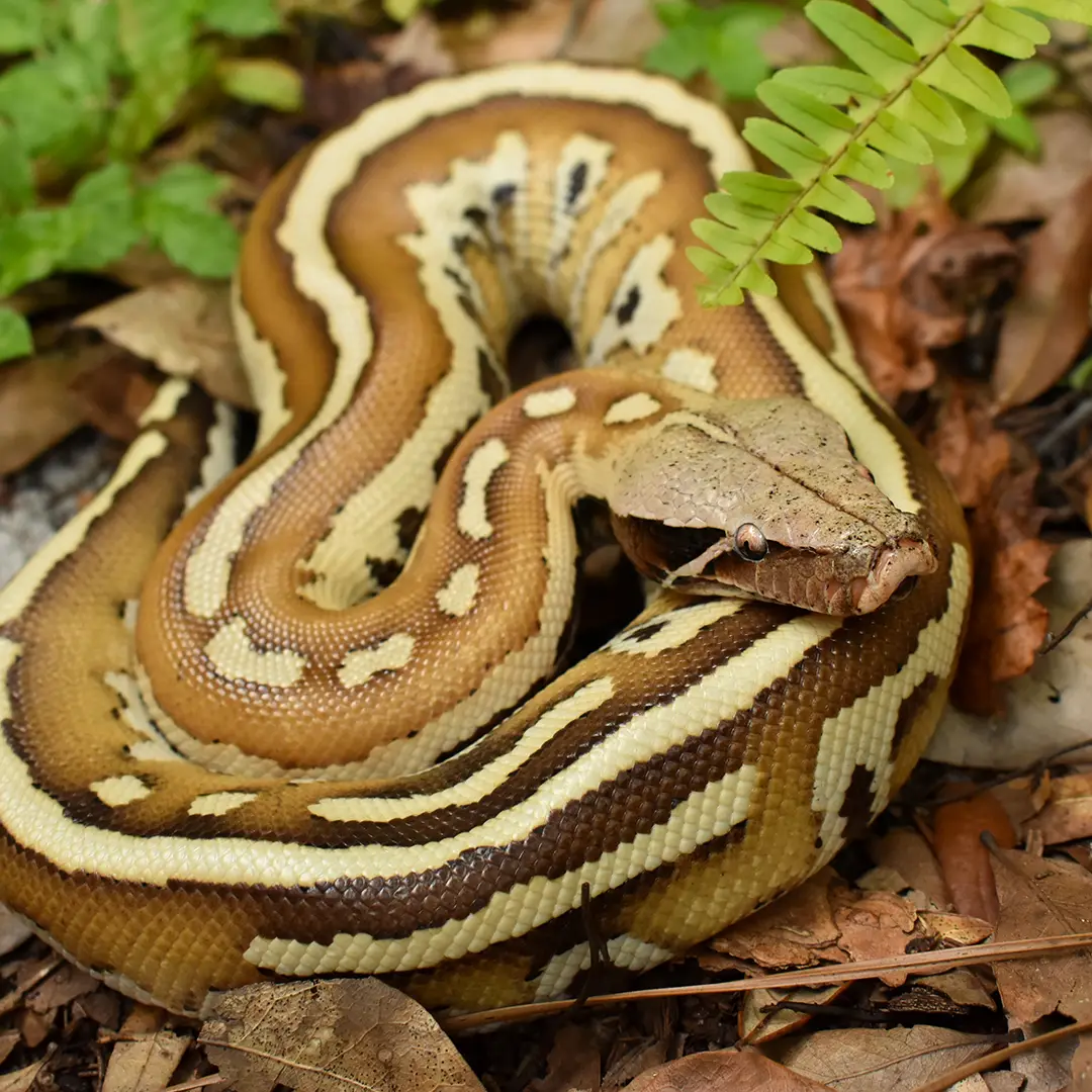 Matrix Blood Python