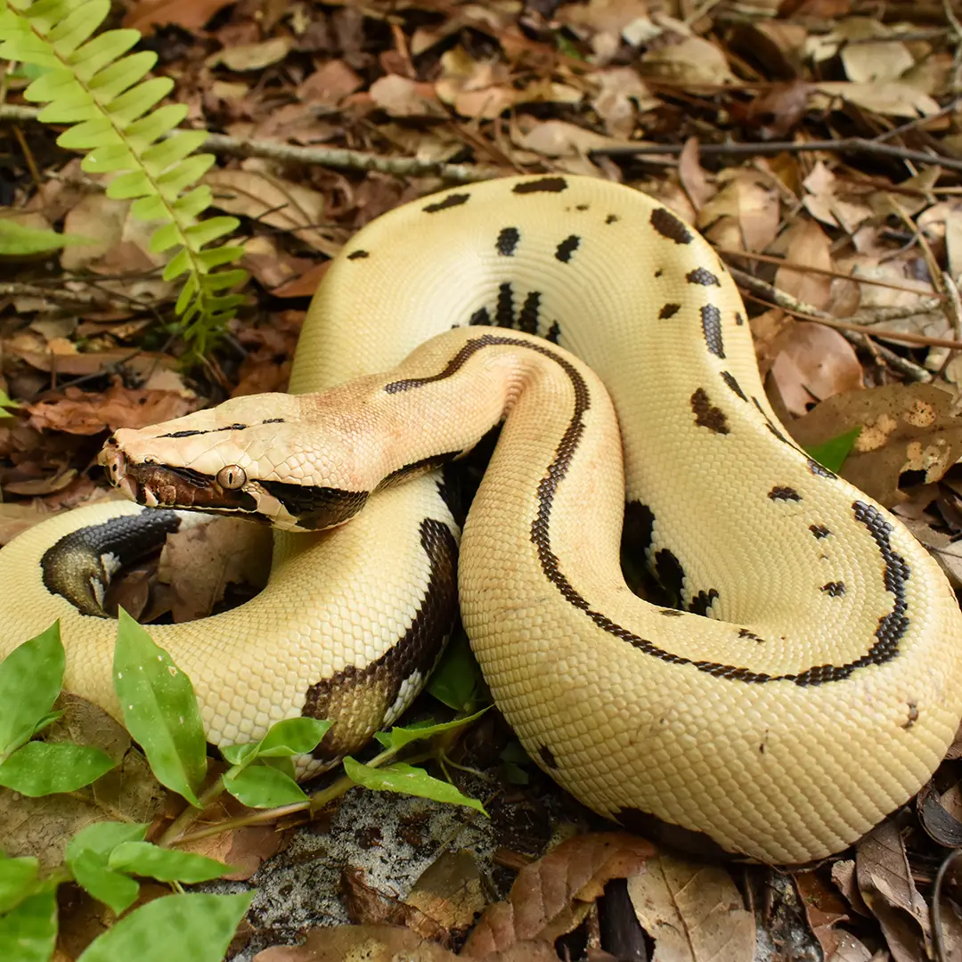 007 Blood Python