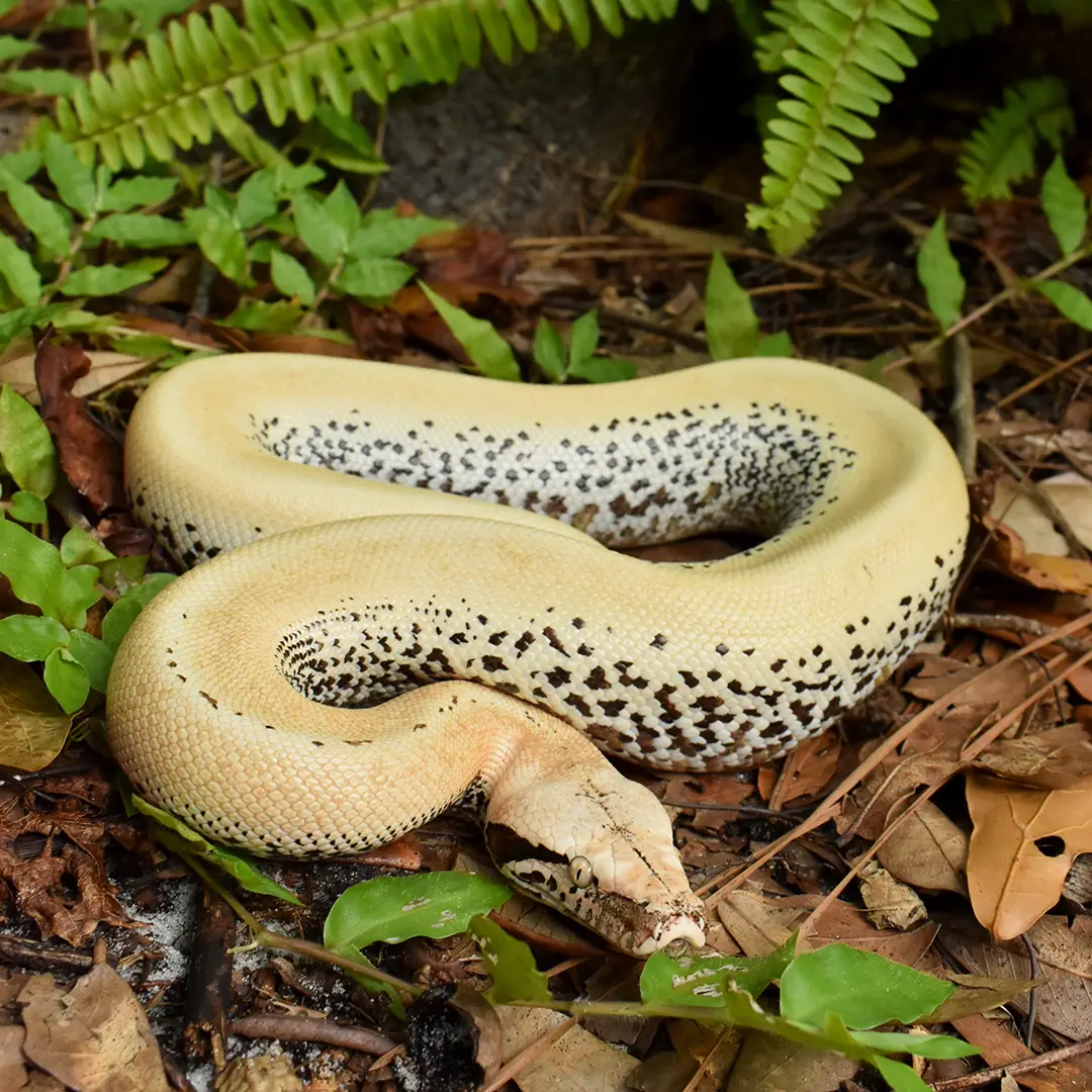 Pixel Matrix Blood Python
