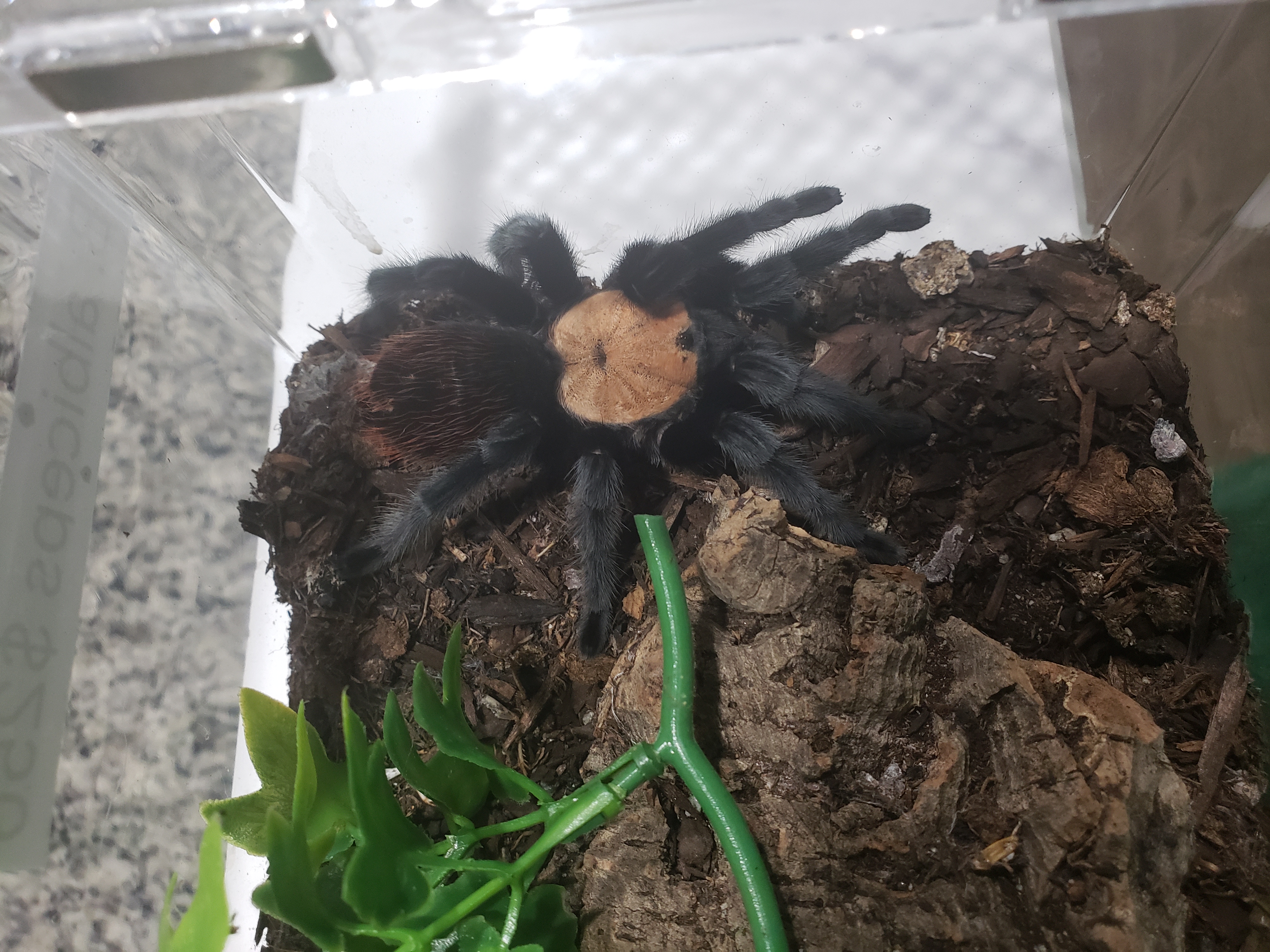 Breeding pair of B albiceps