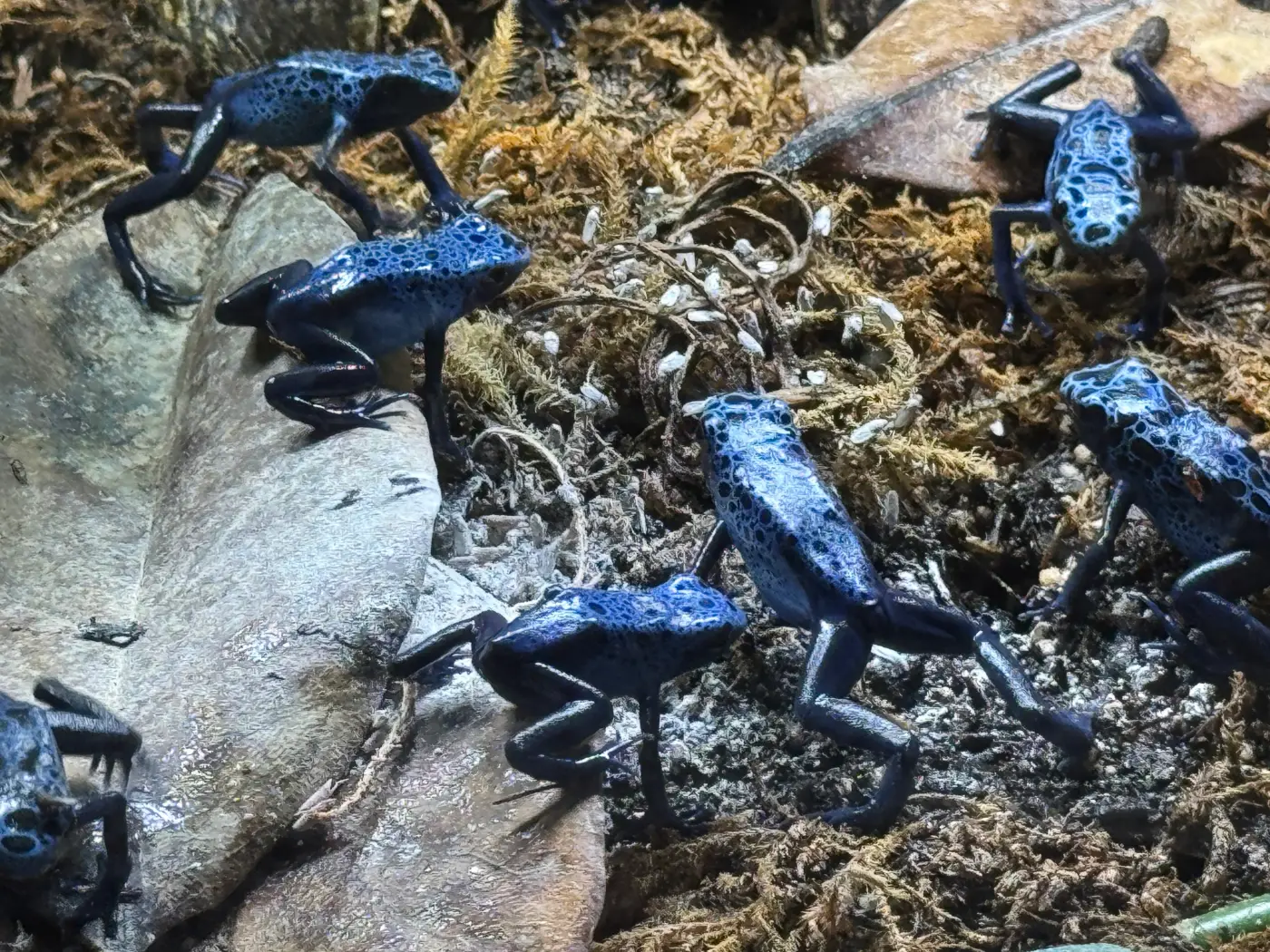 poison arrow frog (Dendrobates tinctorius "azureus"