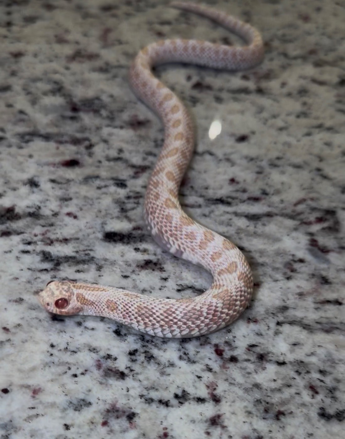 2022 Albino Super Arctic PH Sable