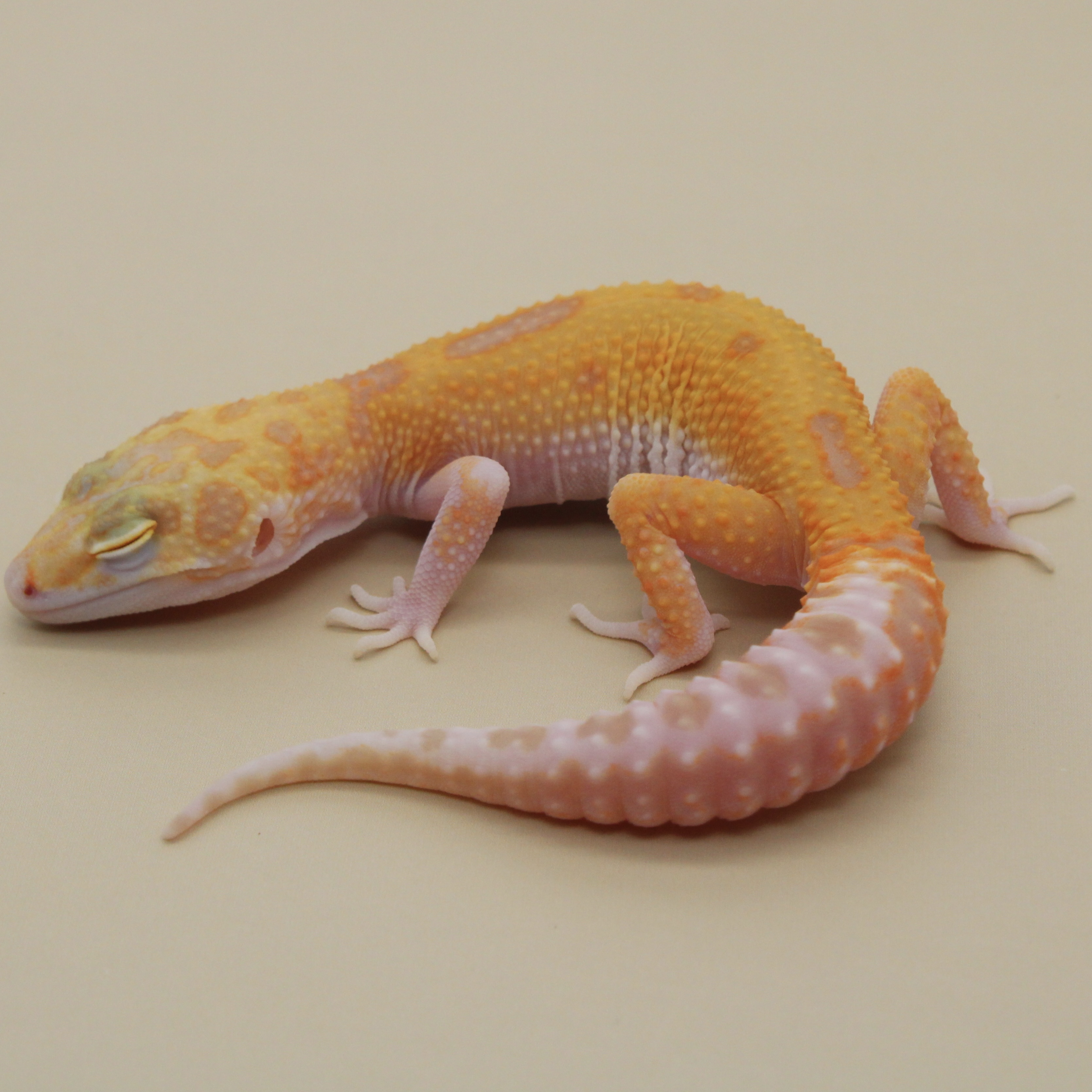 White & Yellow Tangerine Tremper Eclipse