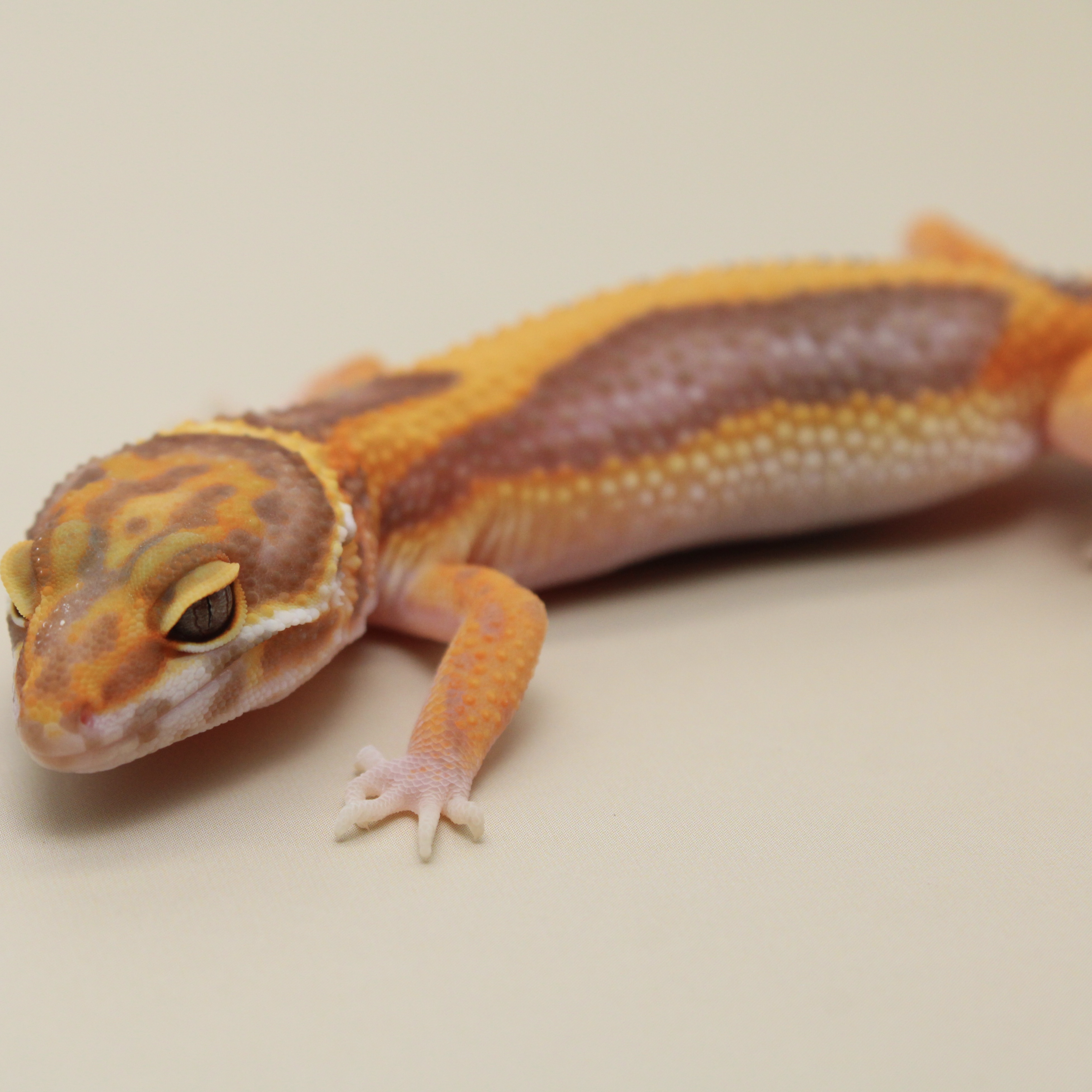 High Contrast Tangerine Tremper