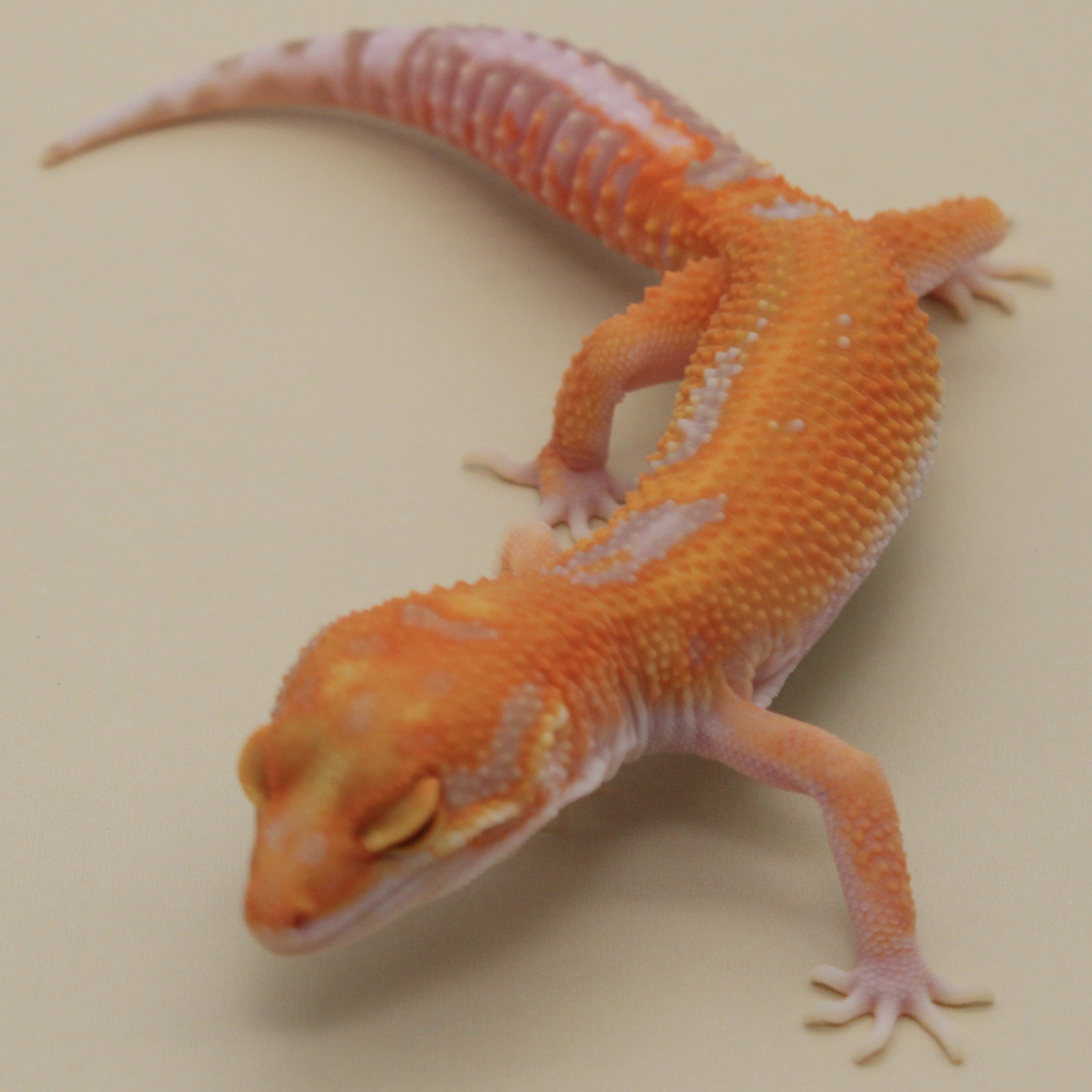 2nd Gen Red Diamond High Contrast Tangerine Tremper cross