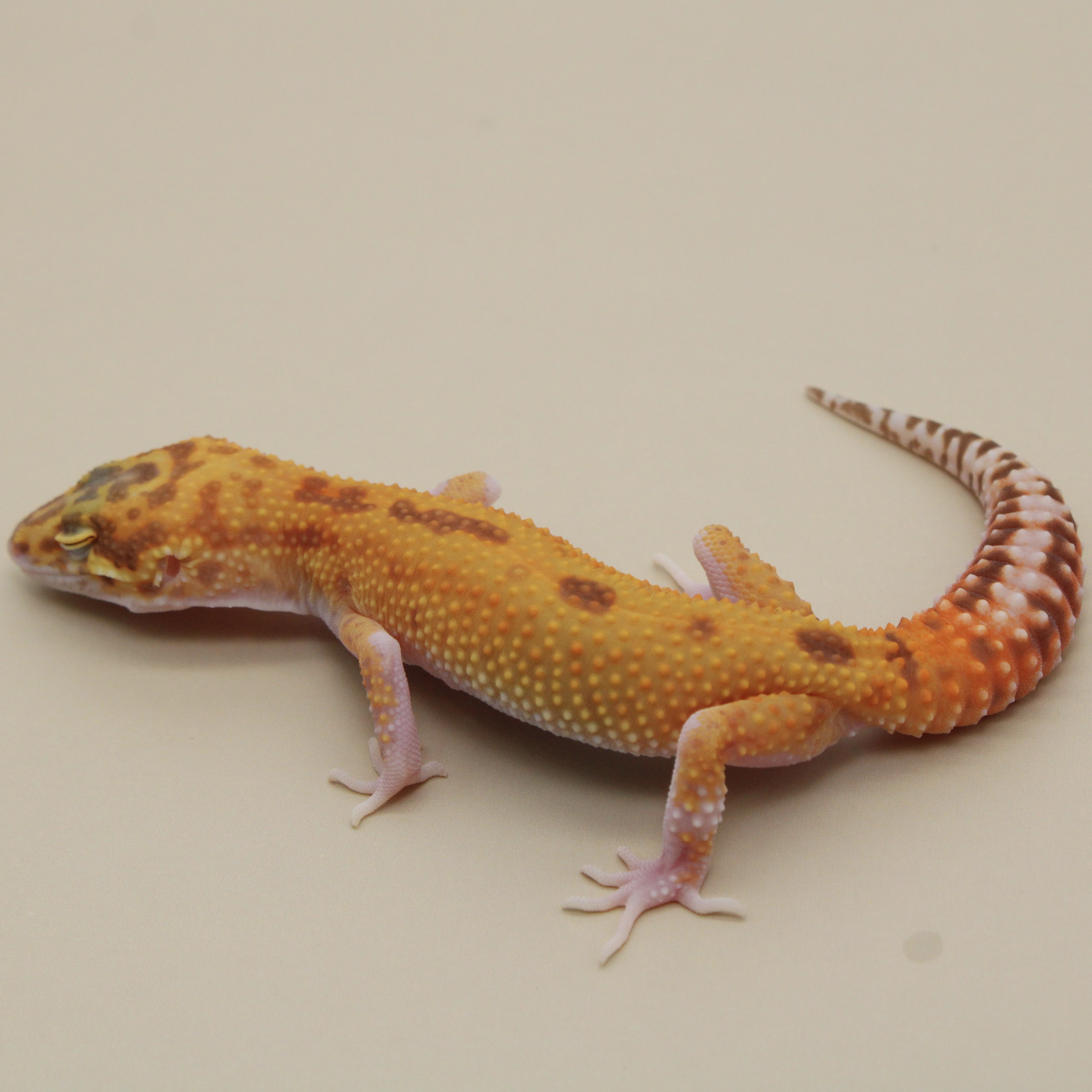 Tangerine Tremper Eclipse