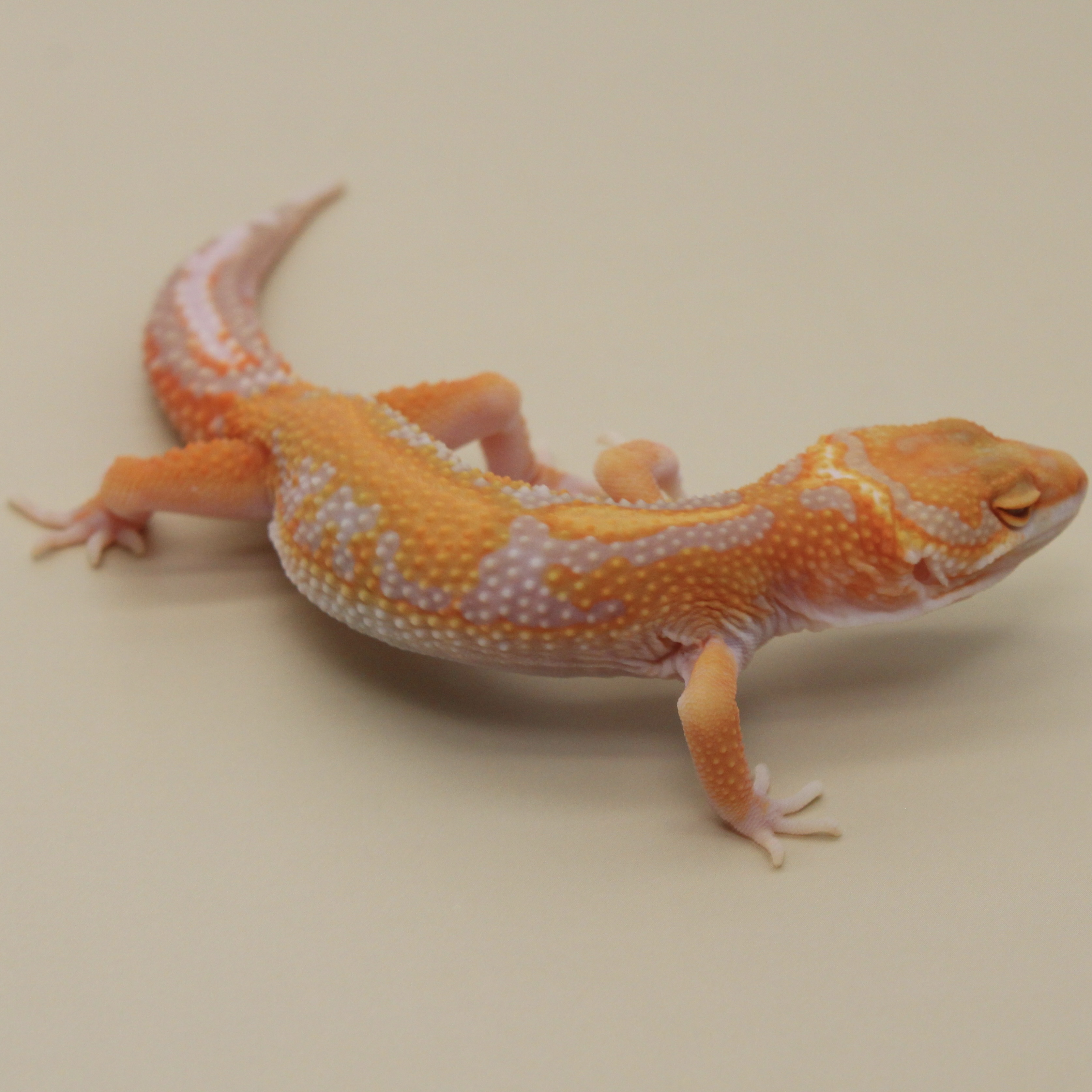 2nd Gen Red Diamond High Contrast Tangerine Tremper