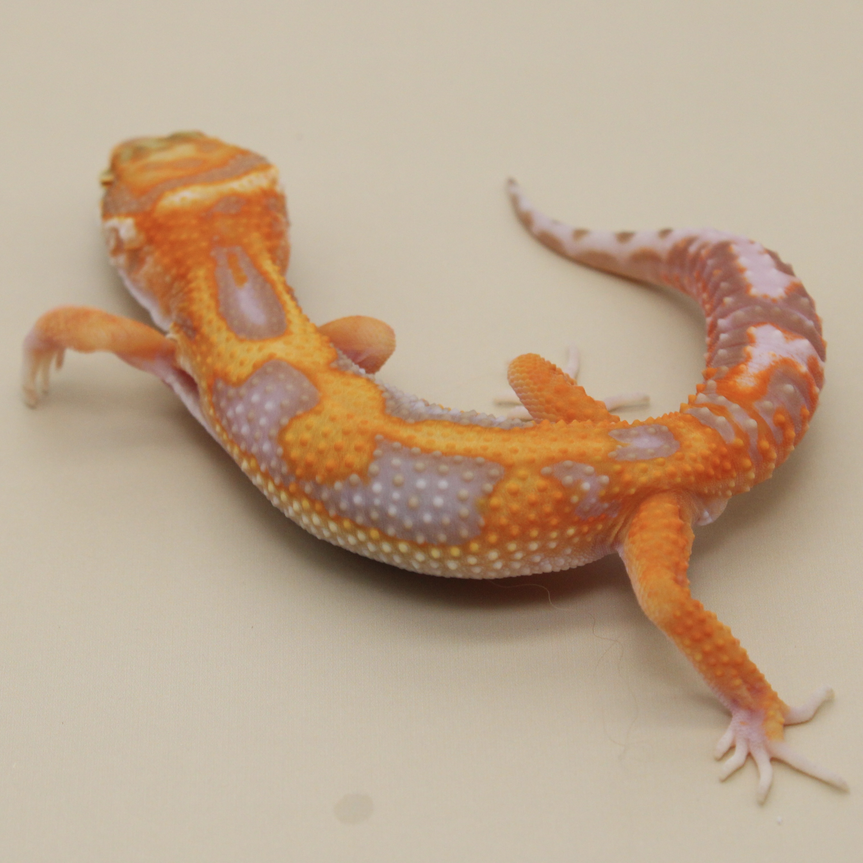 High Contrast Tangerine Tremper