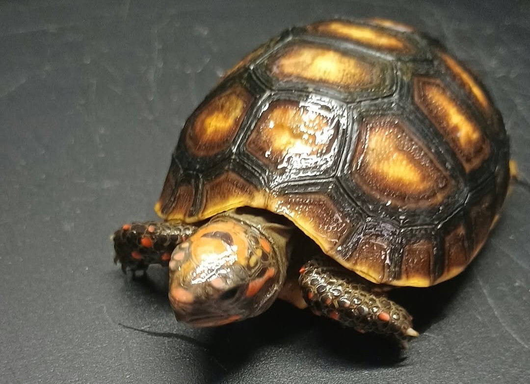 2026 Redfoot Tortoise