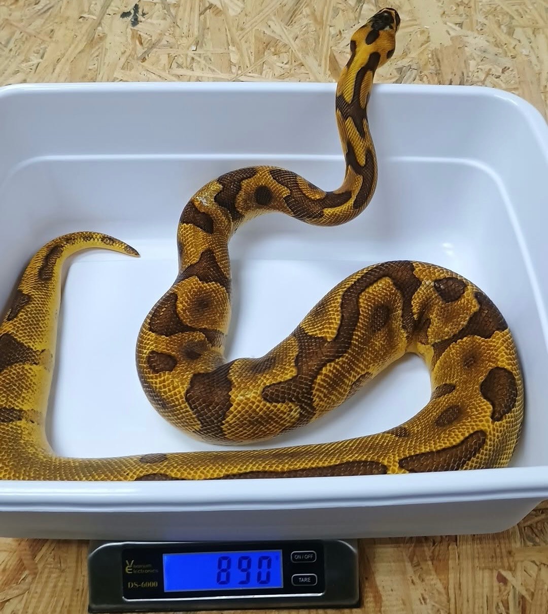 Super Enchi Ball Python
