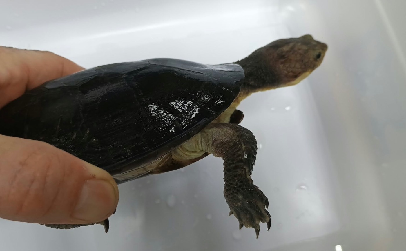 Gibba Gibba Turtle