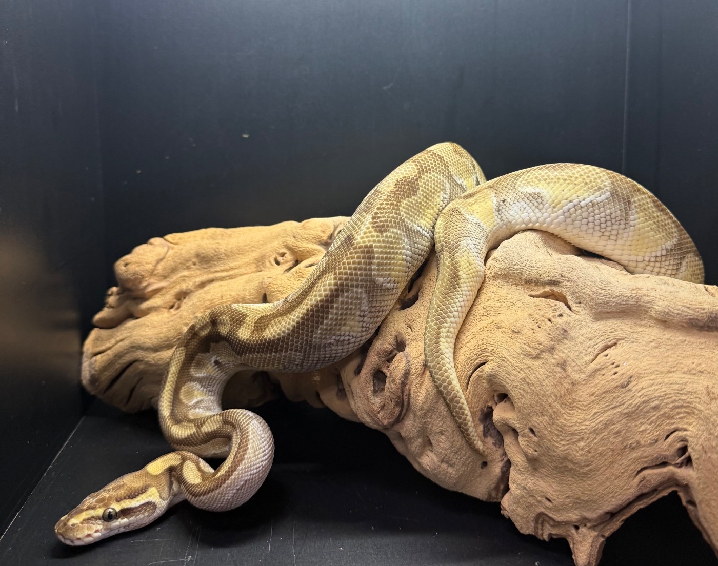 Lesser Enchi