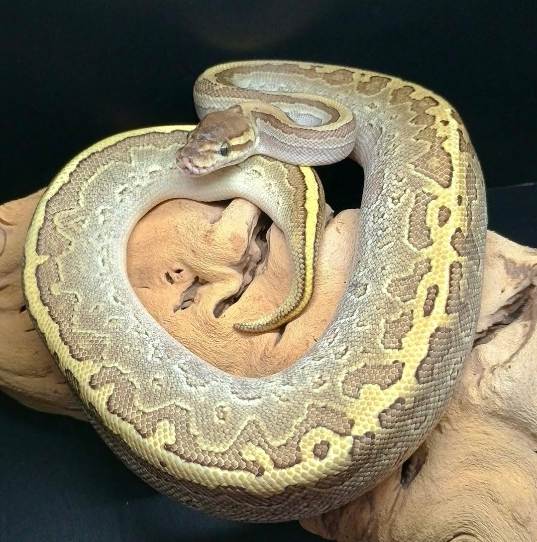 2025 Female Pinstripe Mojave Ball Python