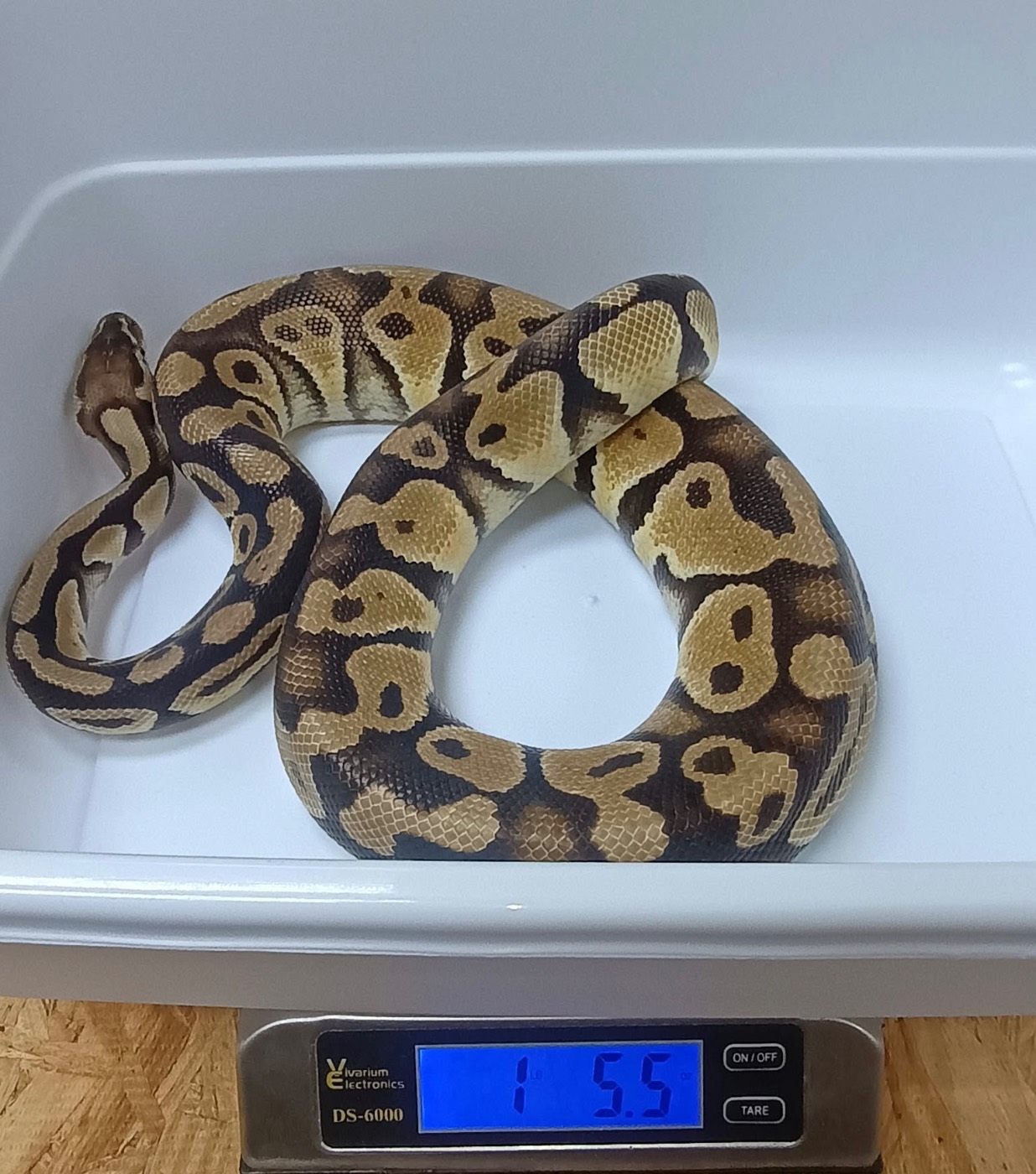 Pastel Ball Python