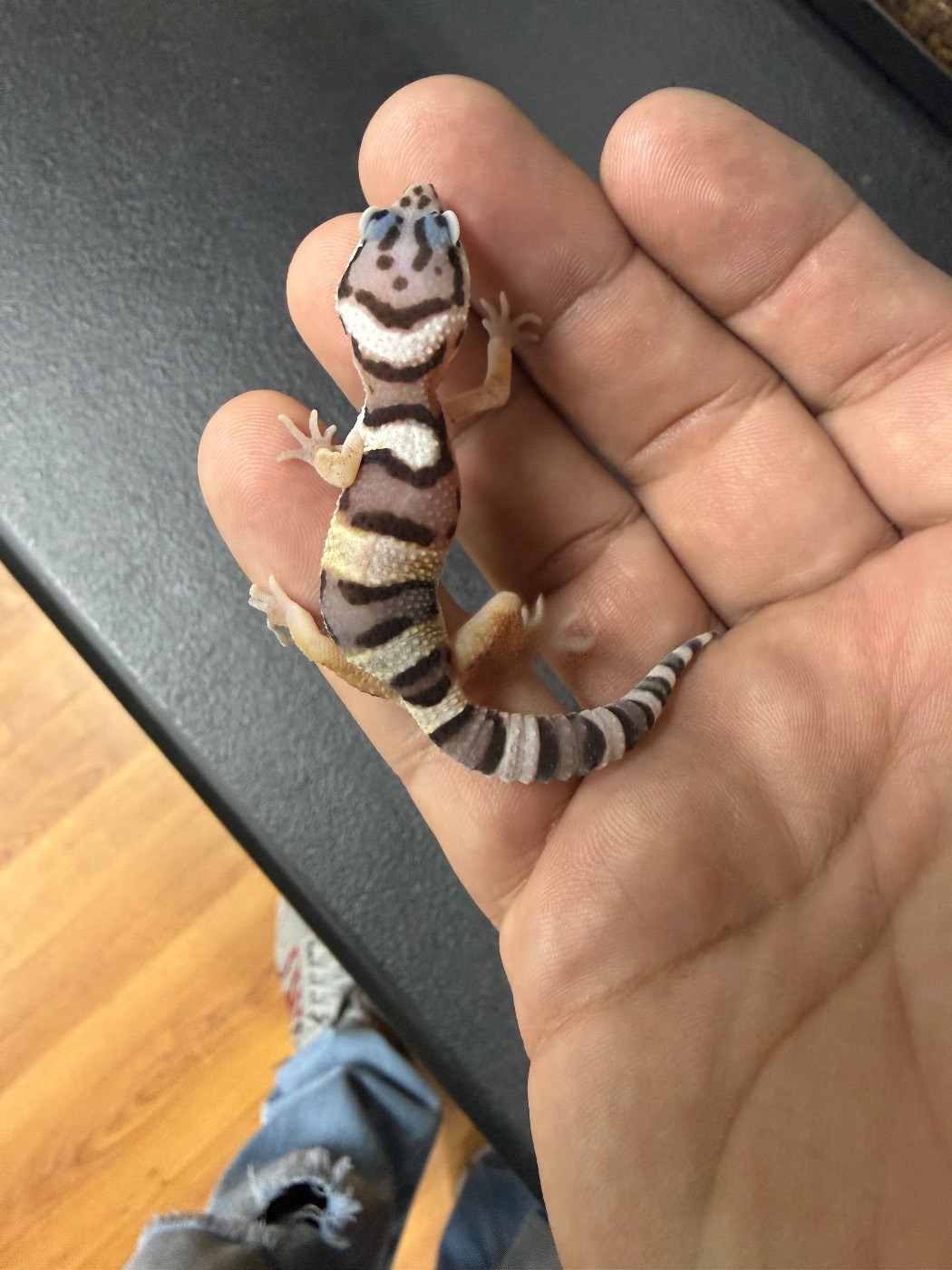 Mack Snow Leopard Gecko