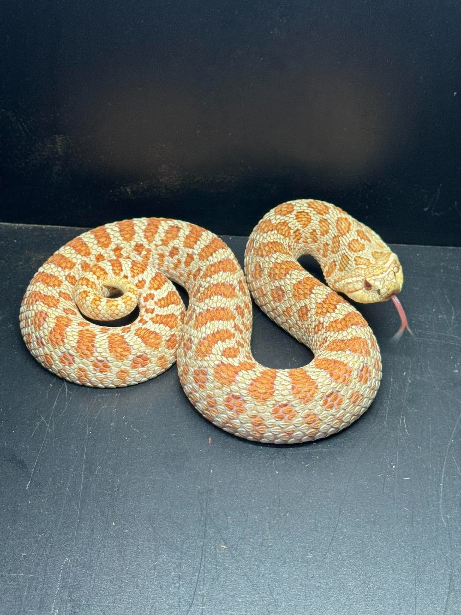 Albino Hognose