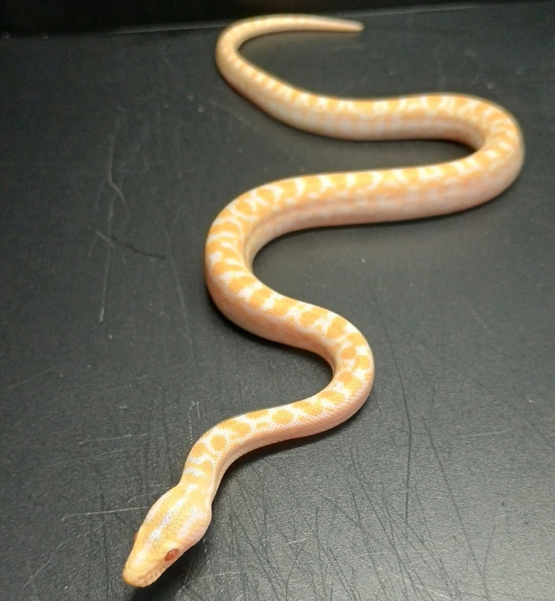 2026 Albino Columbian Rainbow Boa