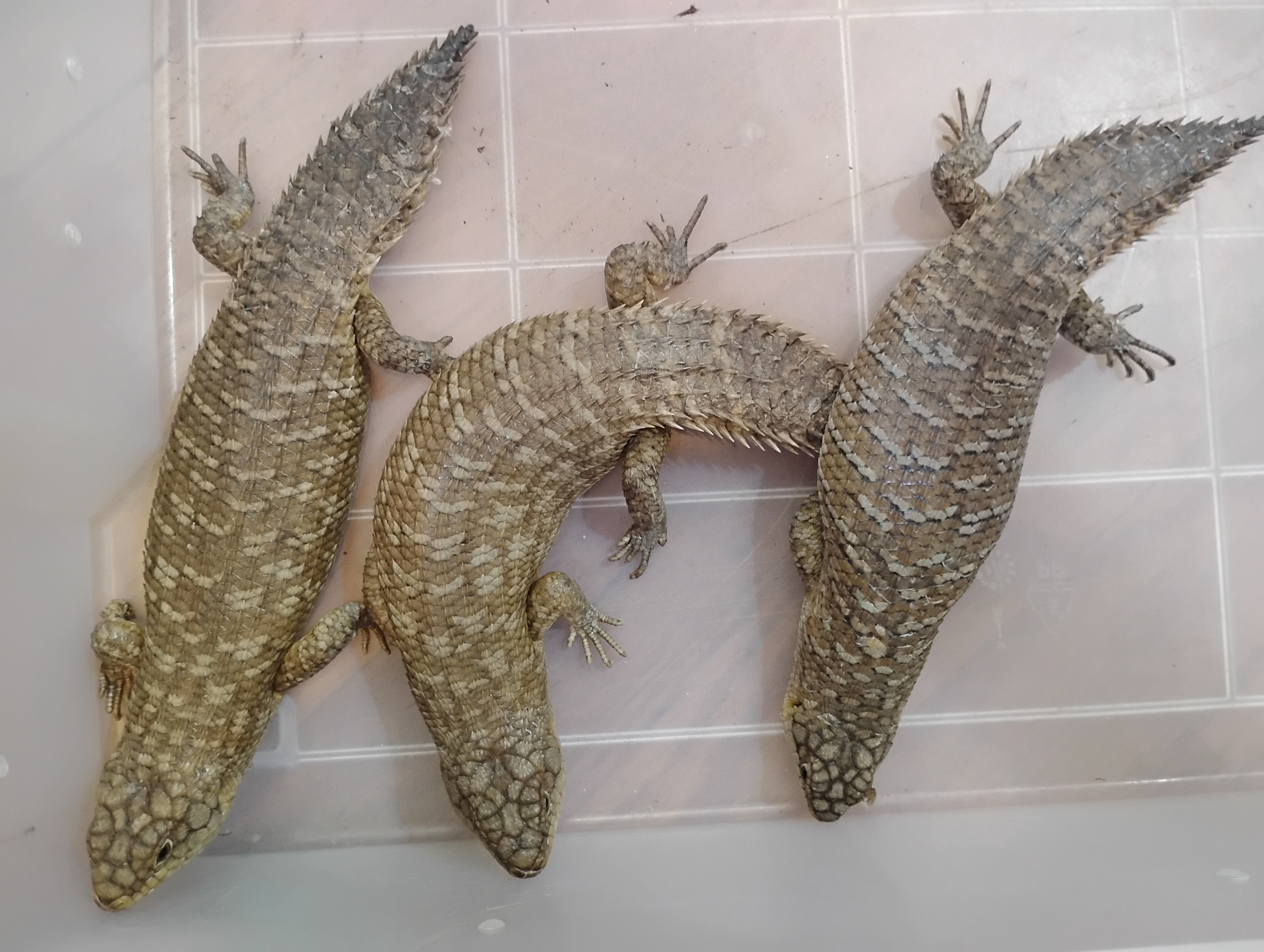 1.2 Gidgee Skinks