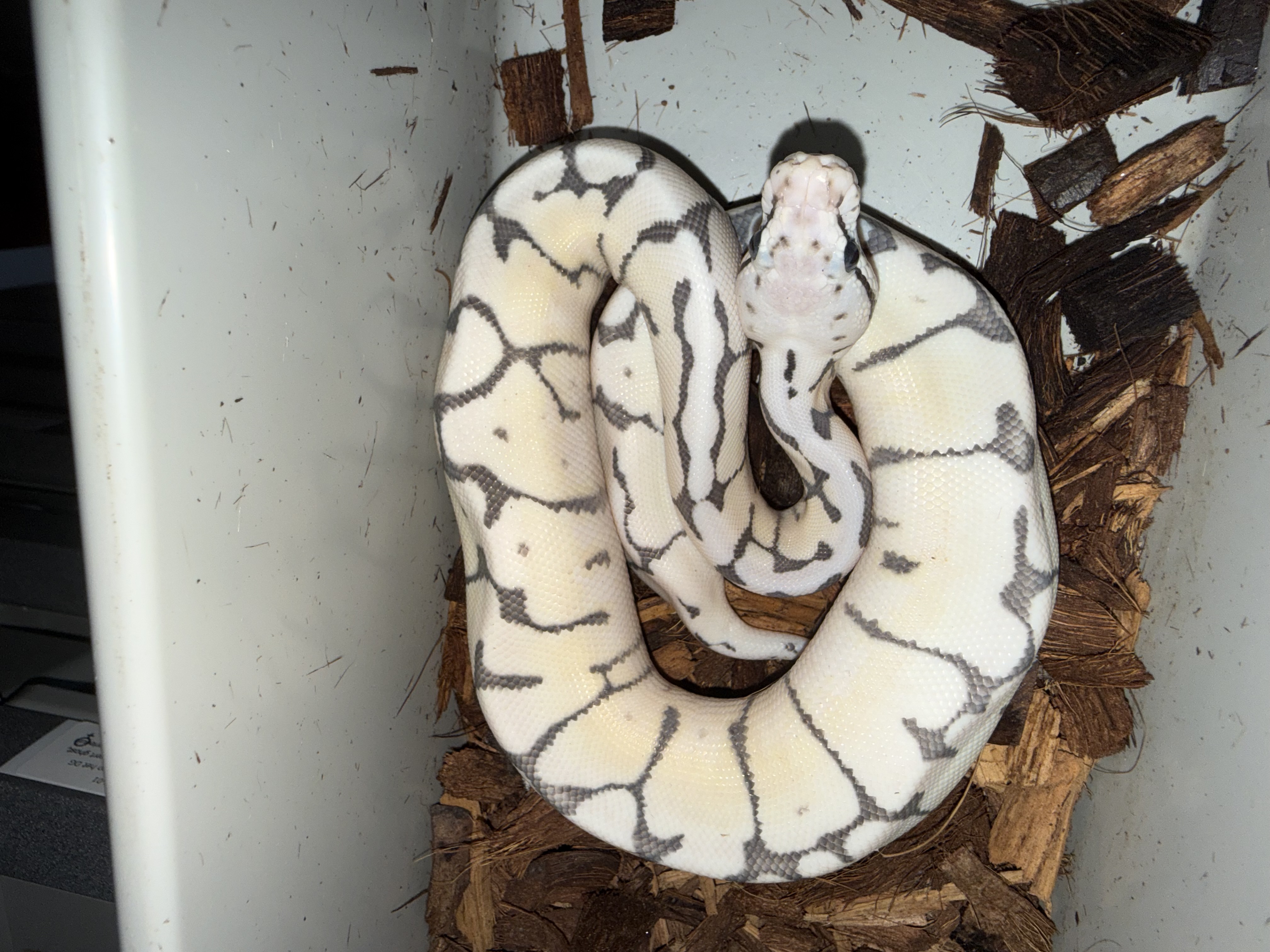 2026 VPI DG Super Pastel Spider