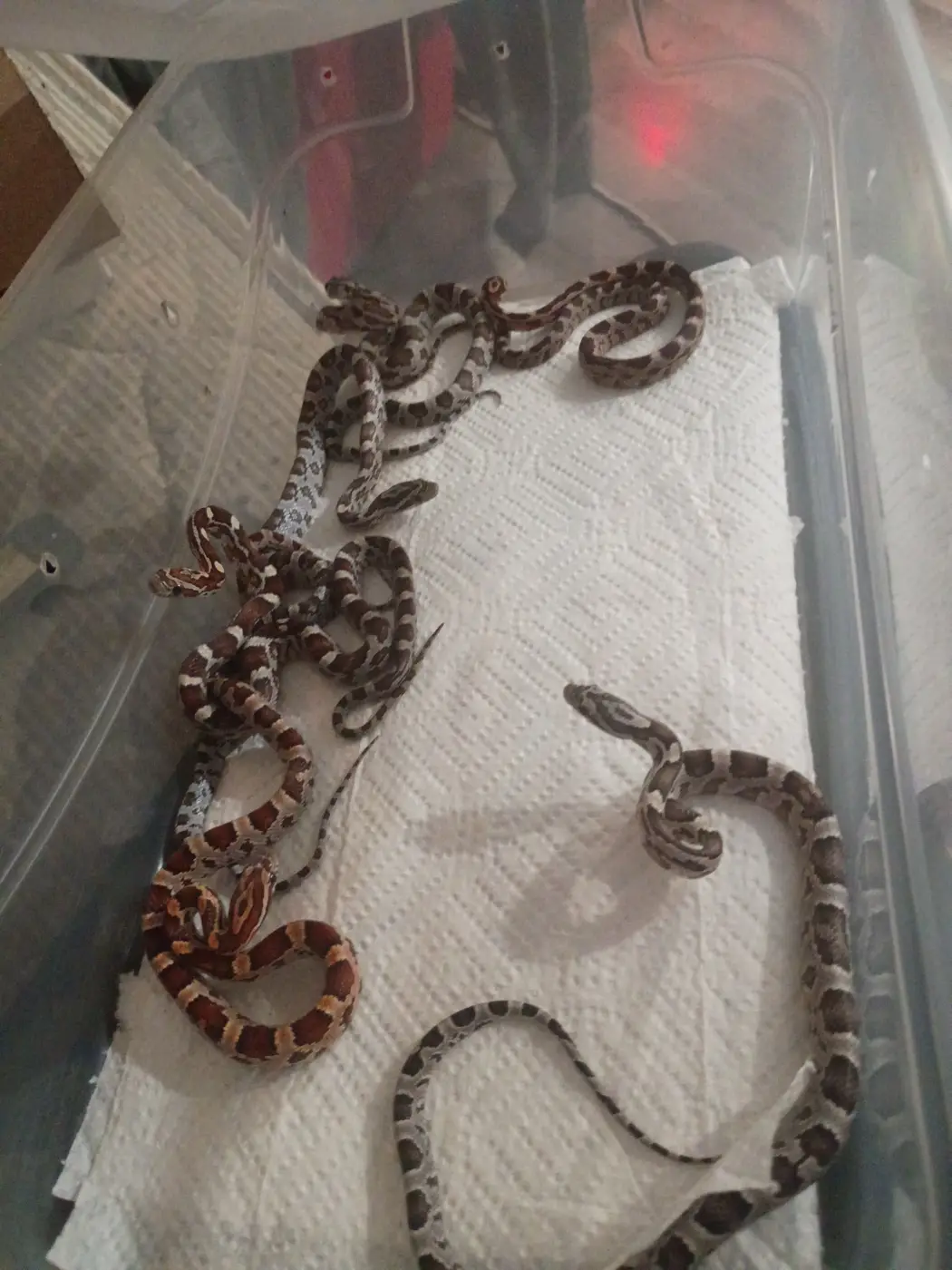 Baby cornsnakes