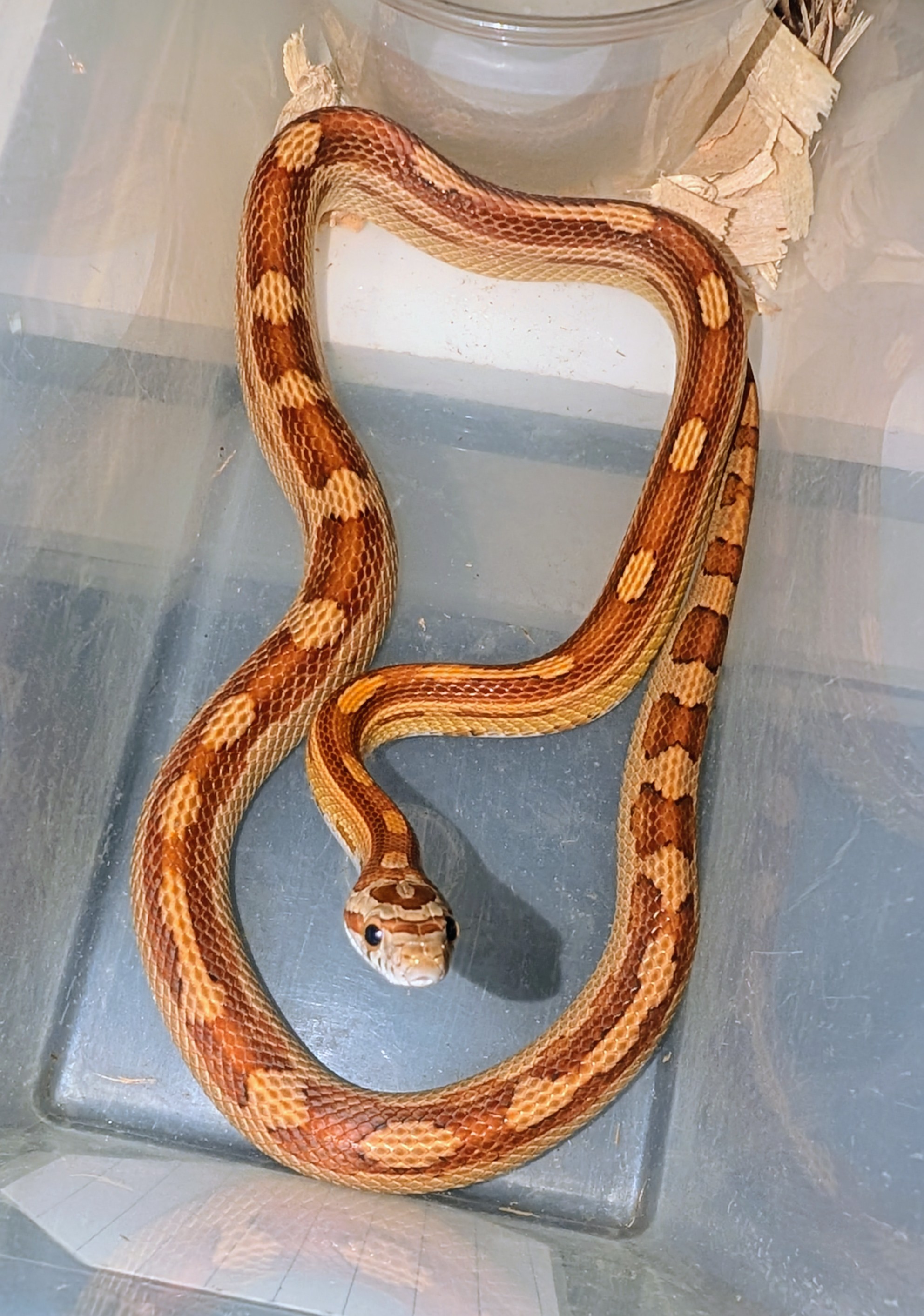 Yearling motley cornsnake