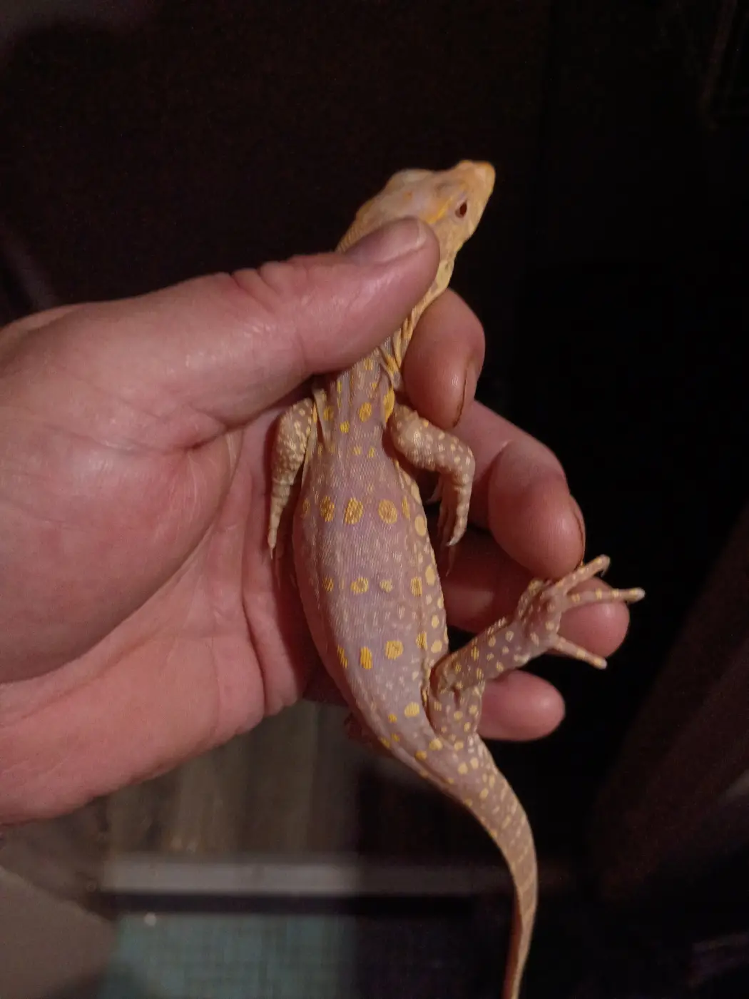 T negative albino