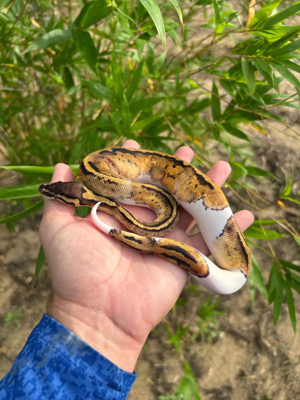 2026 Male Pastel Yellow Belly Pied