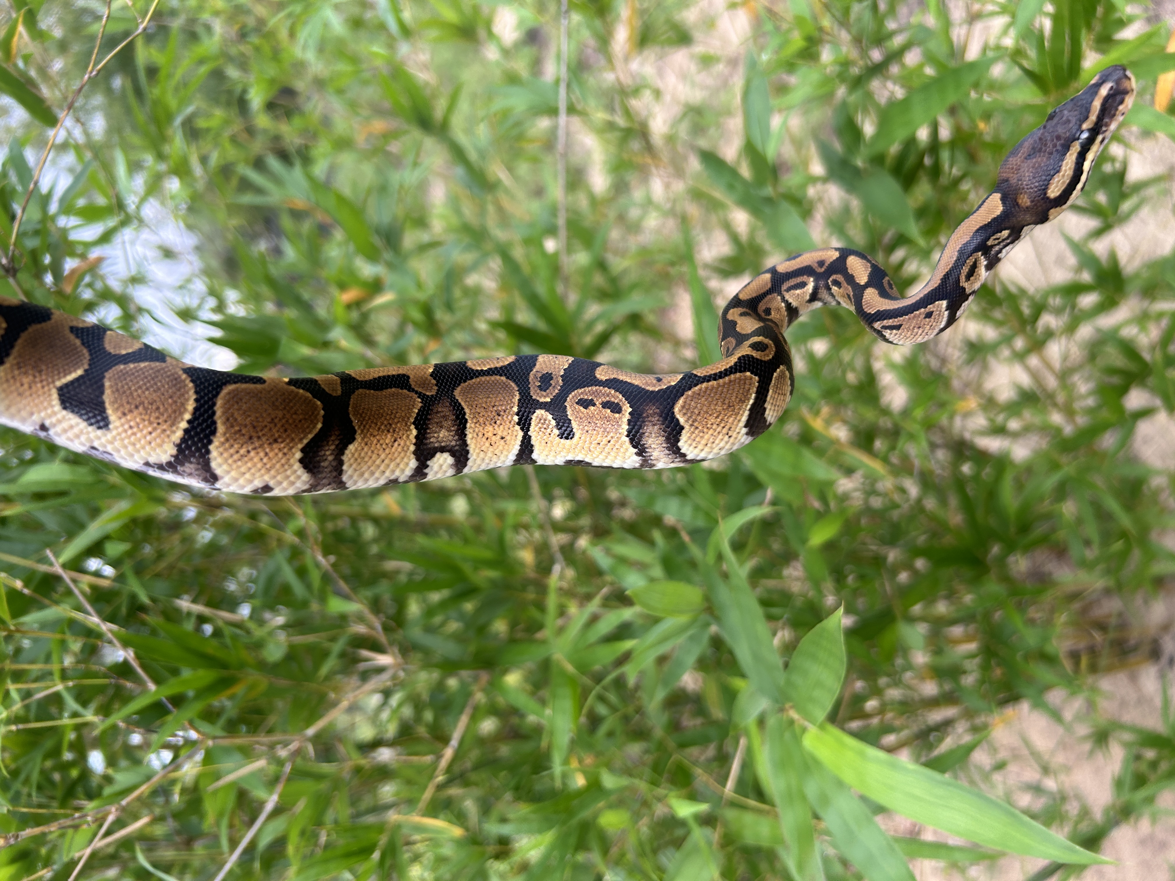 2026 Female Yellow Belly 100% het Pied