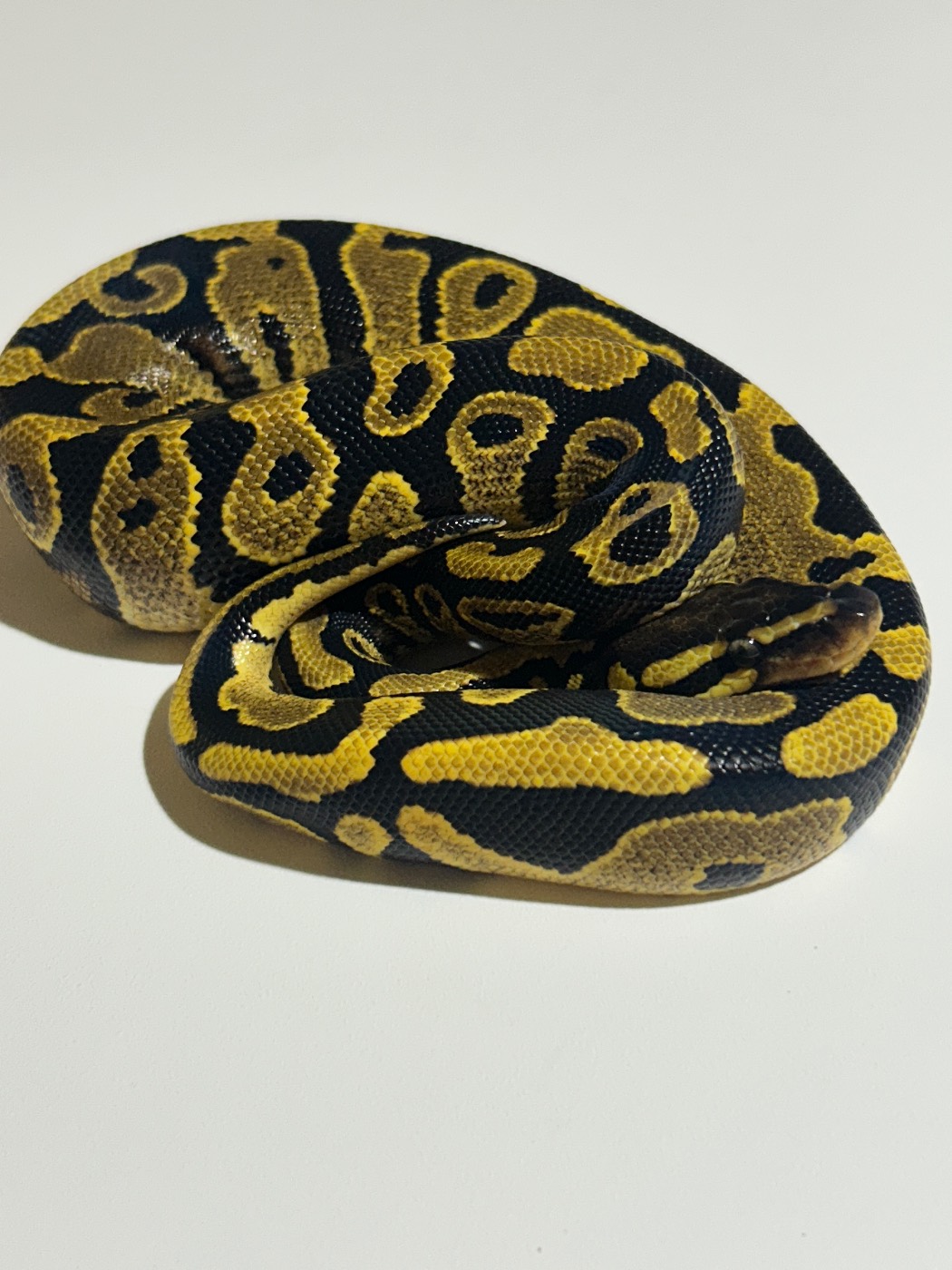 2026 Yellow Belly Fire het Pied