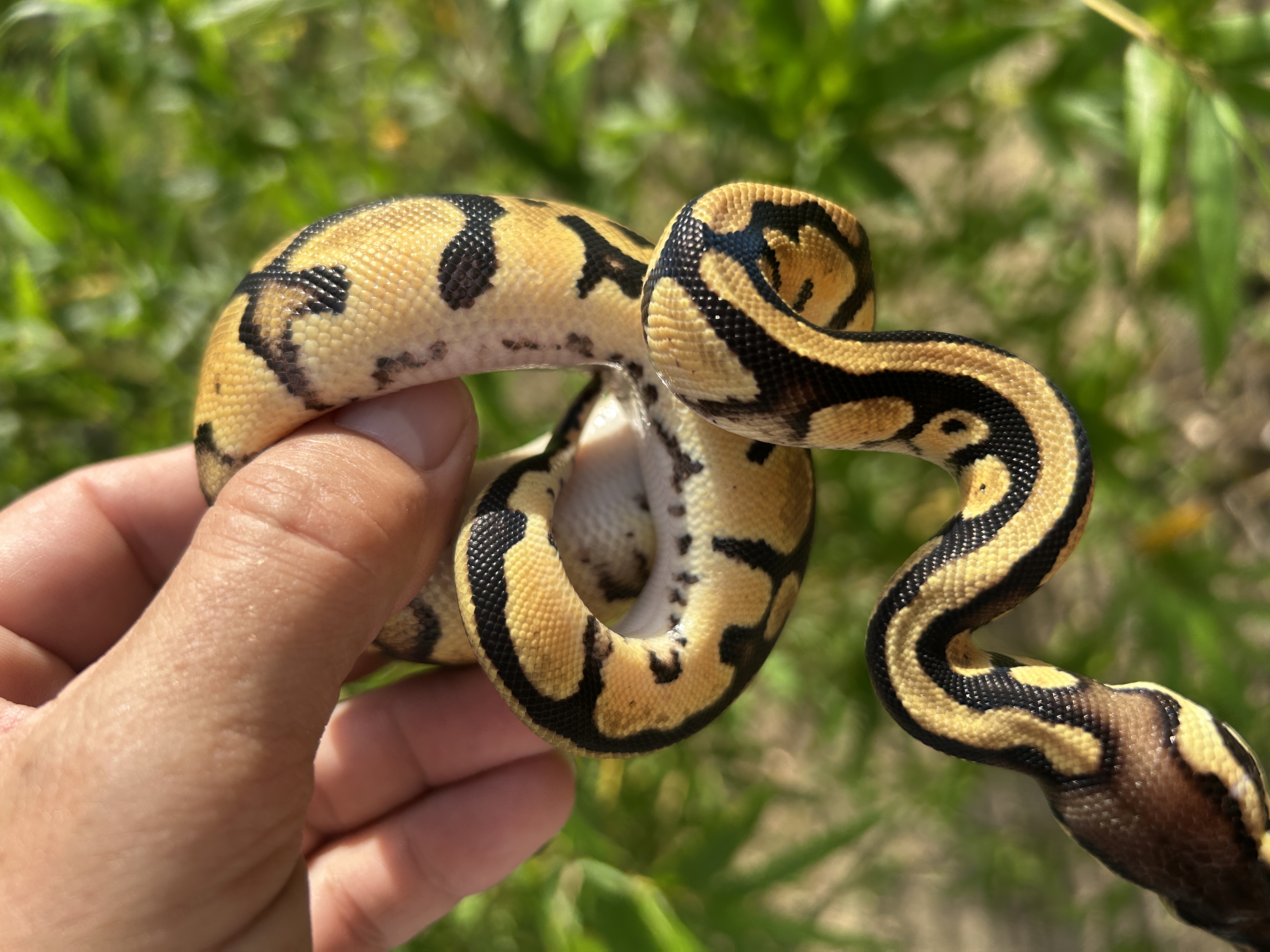 2026 Pastel Yellow Belly 100% Het Pied