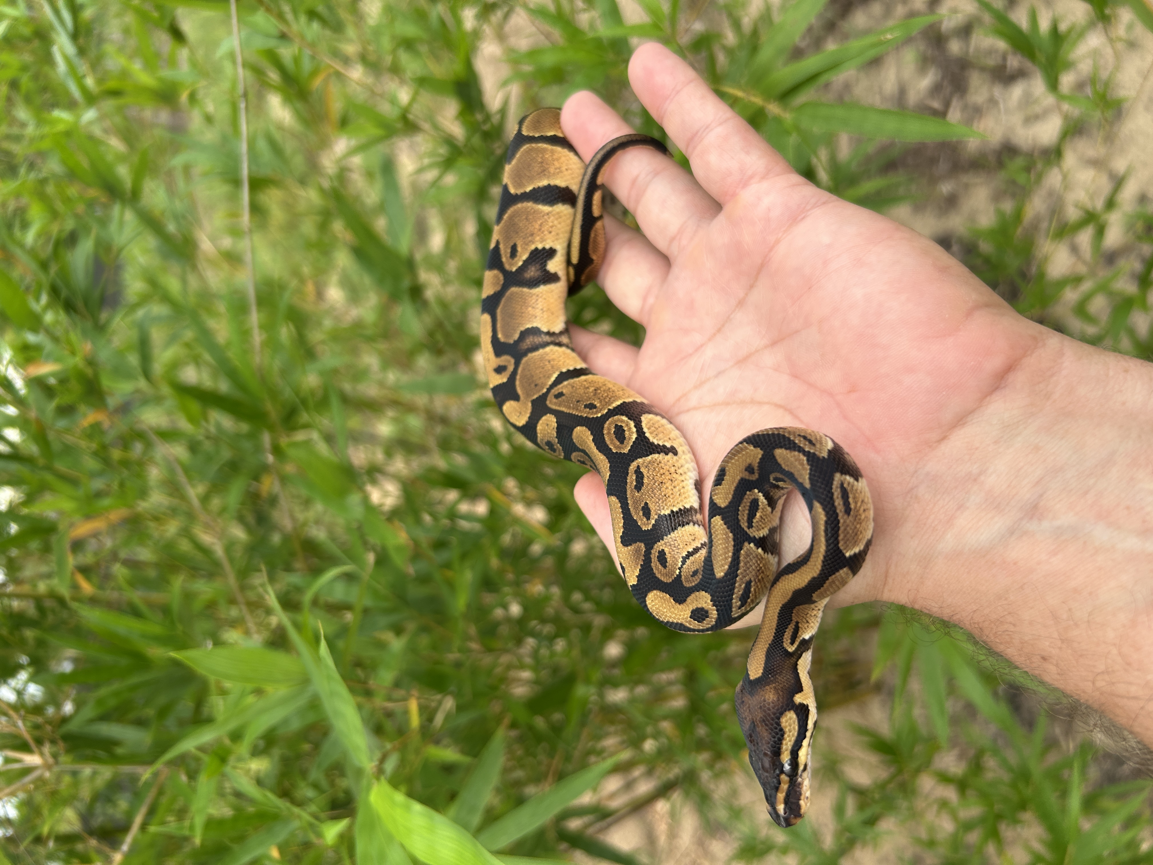 2026 Female Yellow Belly 100% het Pied