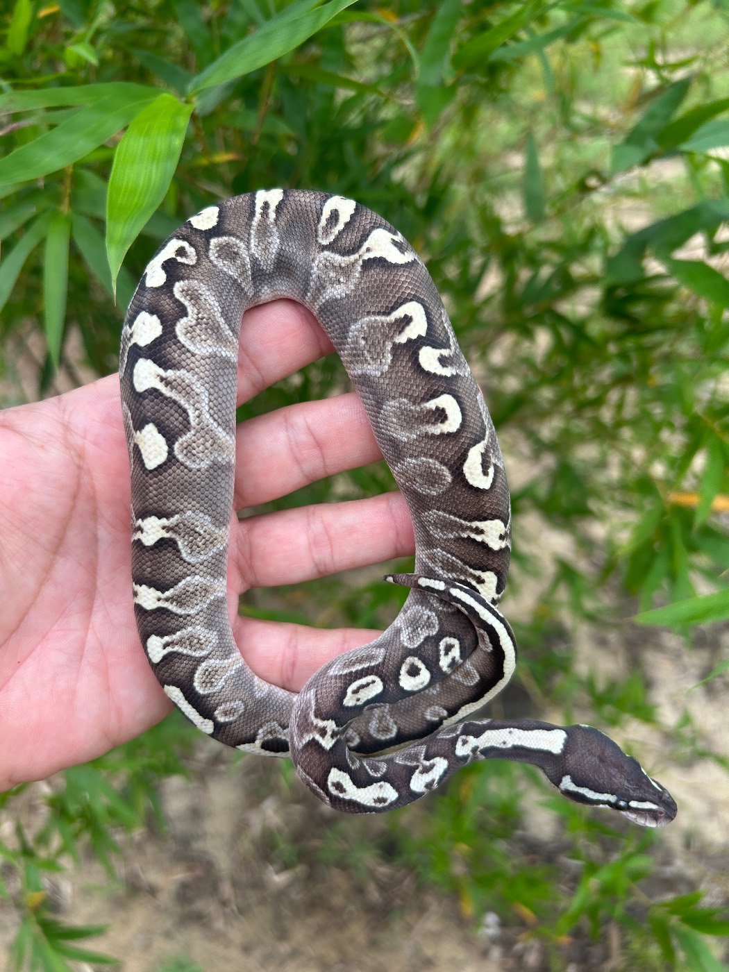 2026 Super GHI Yellow Belly