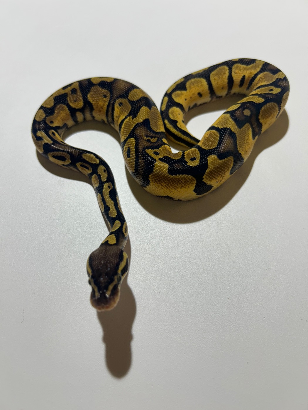 2026 Female Yellow Belly Pastel 100% het Pied