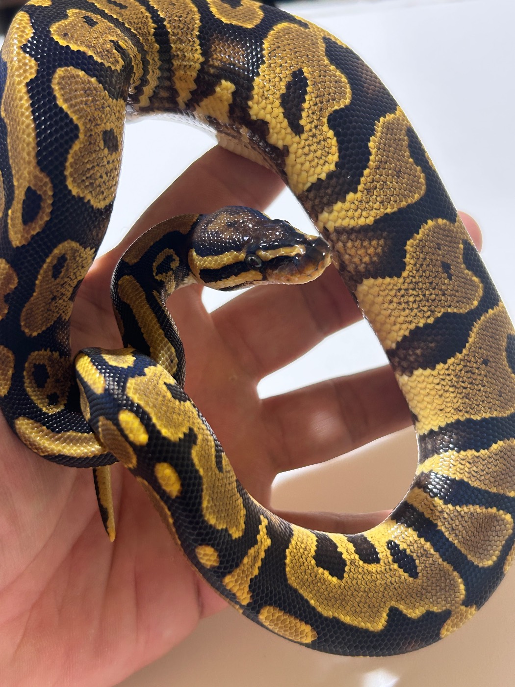 2026 Female Yellow Belly Fire het Pied
