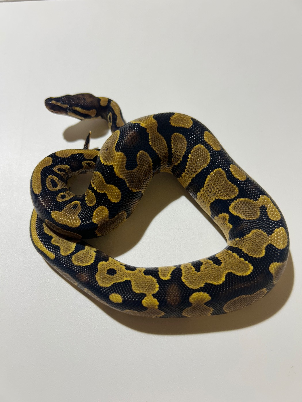 2026 Male Yellow Belly Fire het Pied