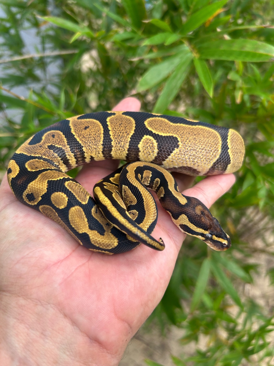 2026 Fire Yellow Belly het Pied