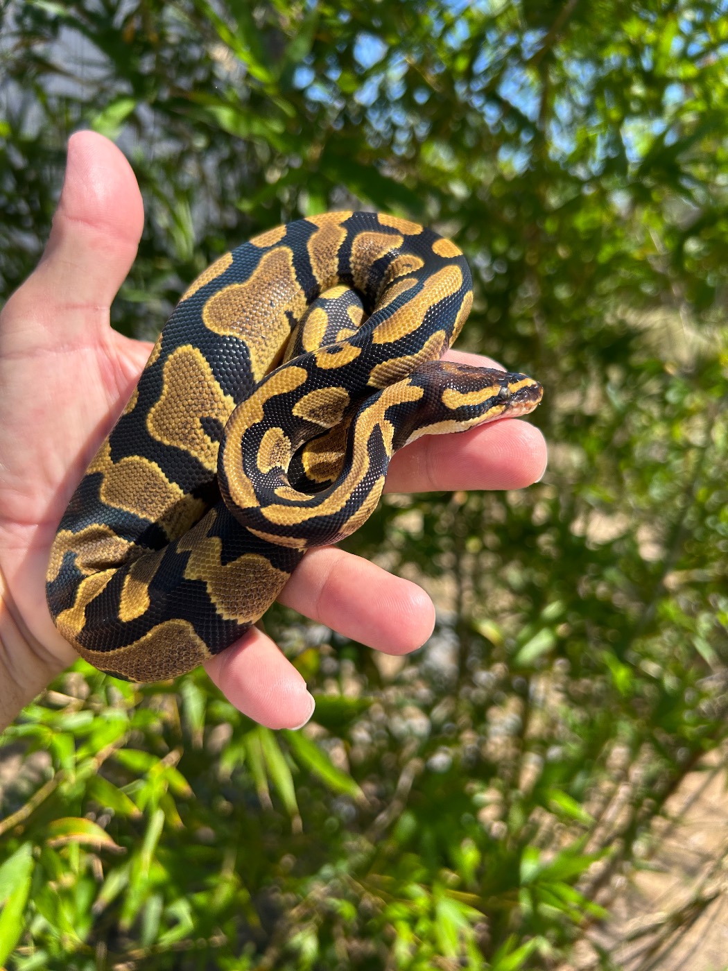 2026 Female Fire Yellow Belly het Pied