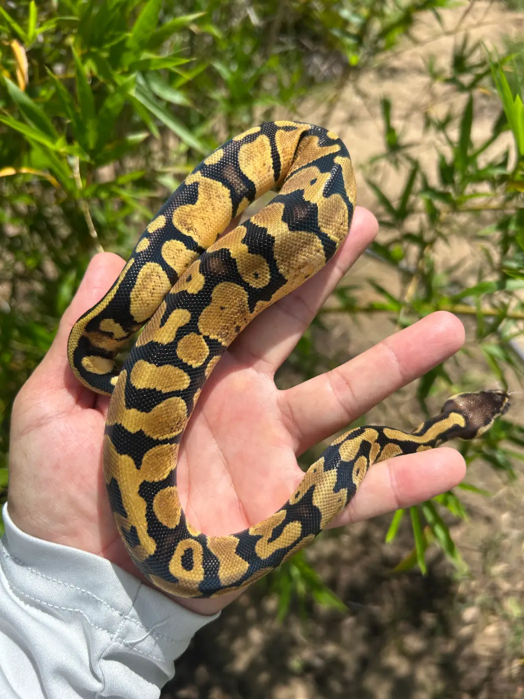 2026 Female Pastel Yellow Belly 100% het Pied