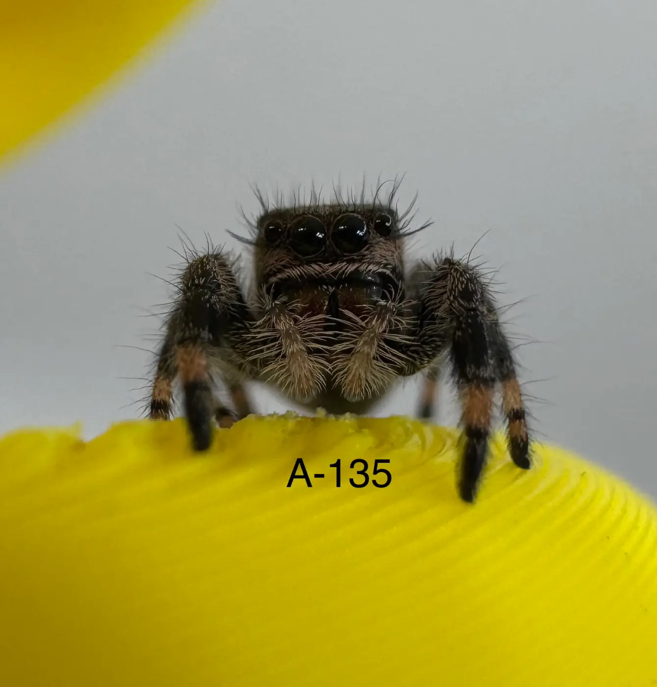Regal Jumping Spider A-135