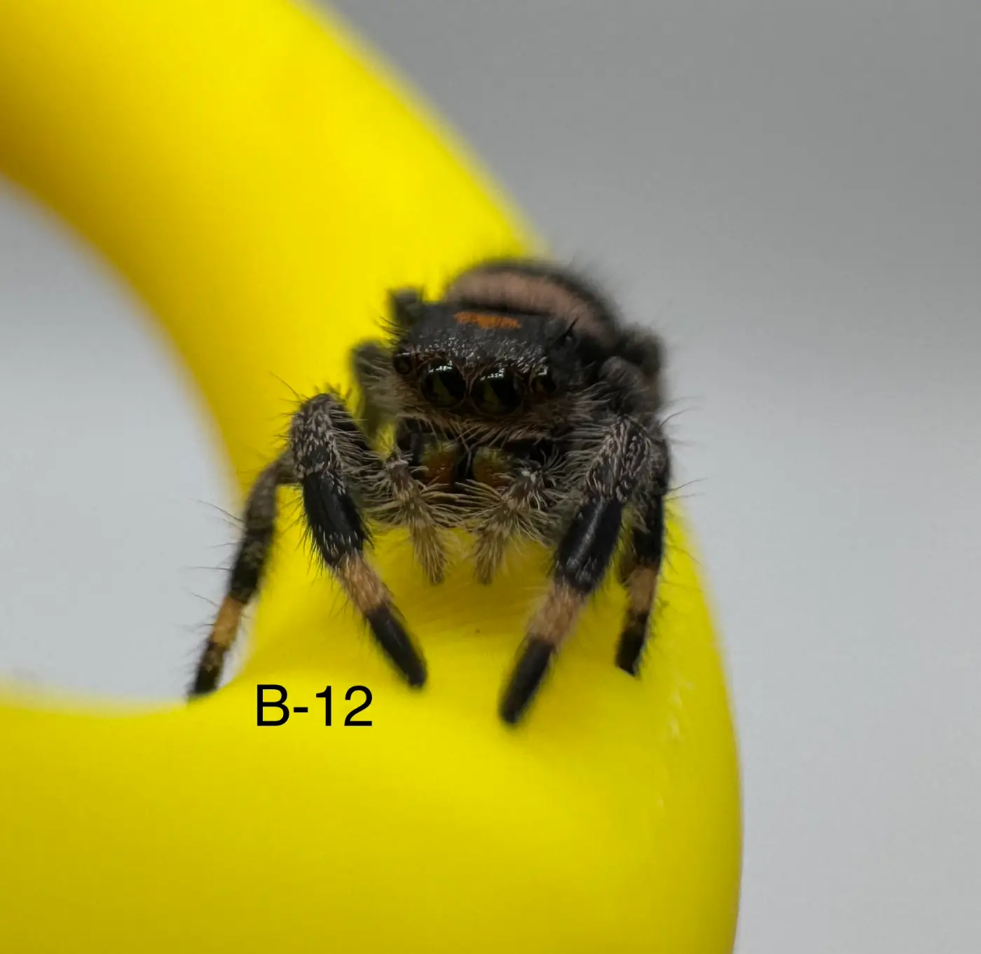 Regal Jumping Spider B-12