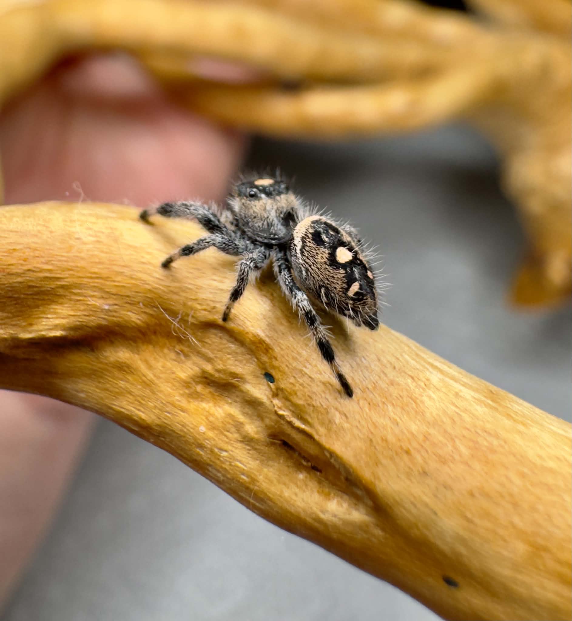 Regal Jumping Spider A-125