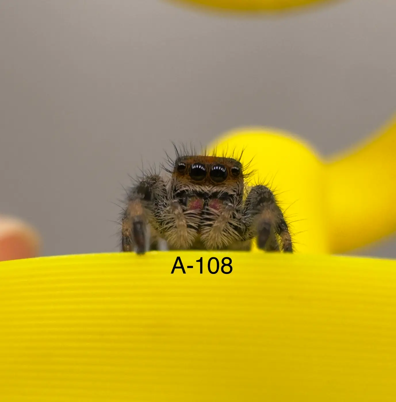 Orange Phase Regal Jumping Spider A-108