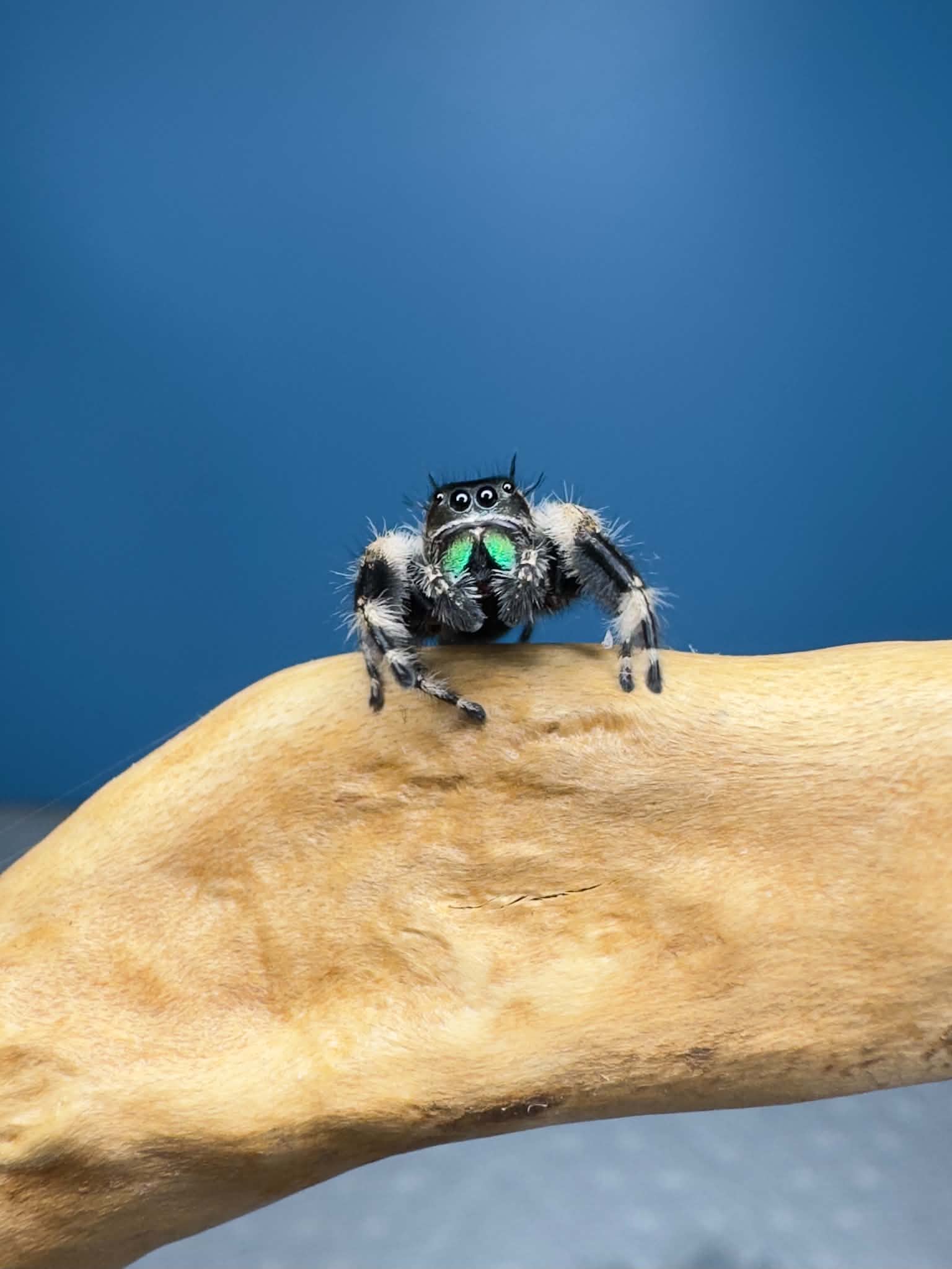 Newly Matured Adult Otiosus Jumping Spider