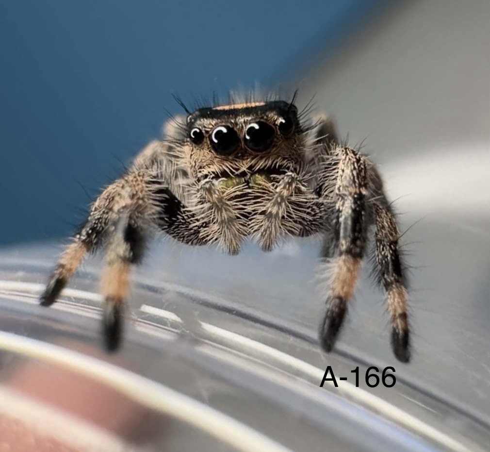 Regal Jumping Spider A-166