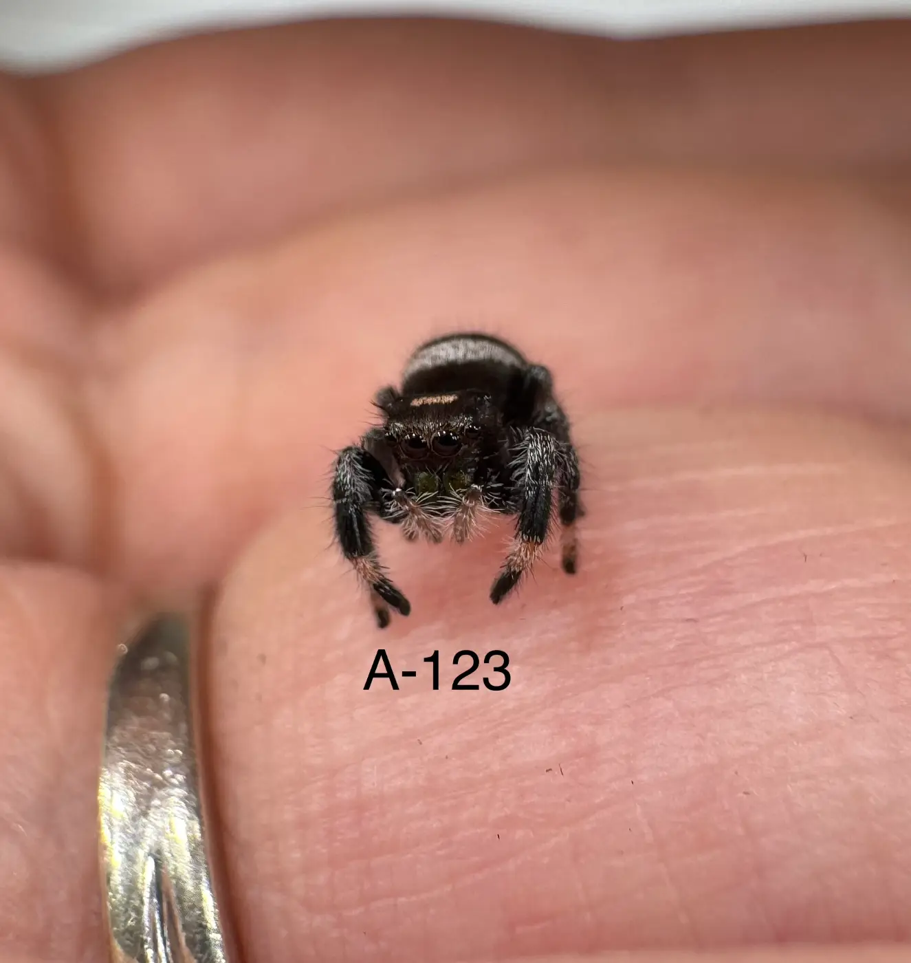 Regal Jumping Spider A-123