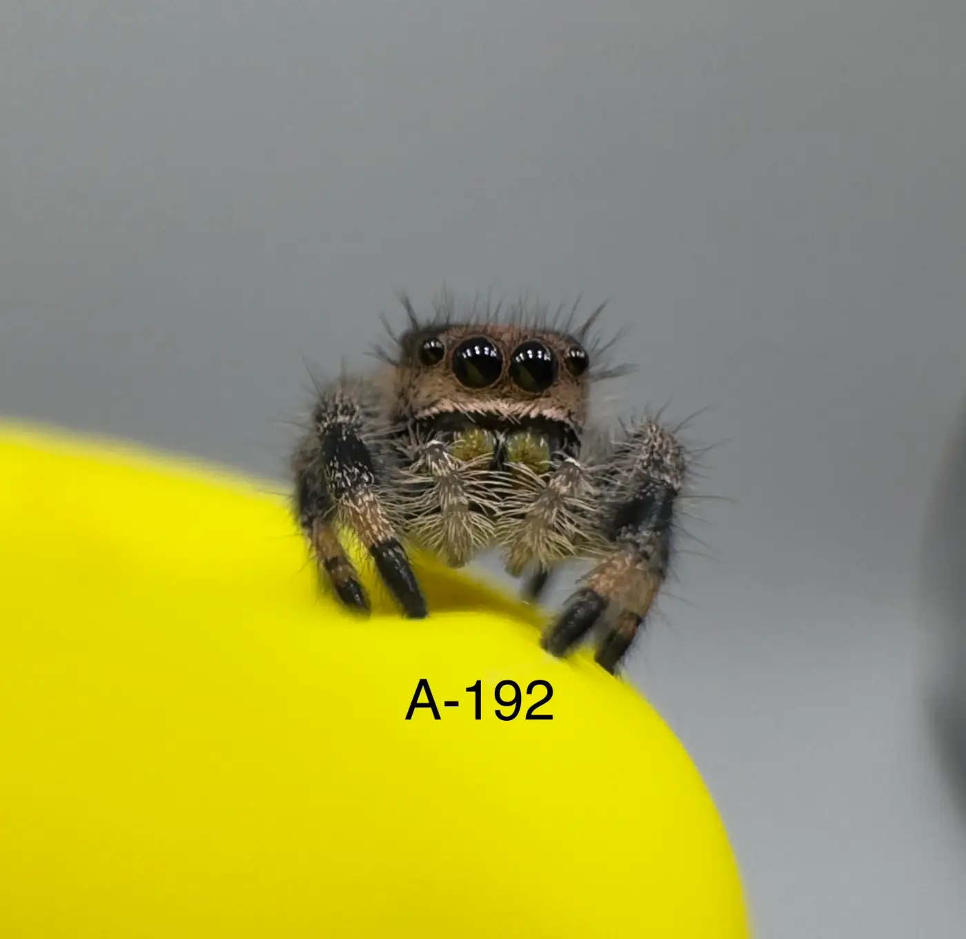 Regal Jumping Spider A-192